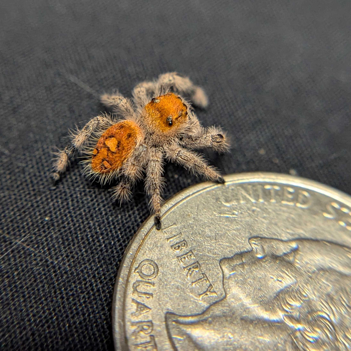 Regal Jumping Spider "Dandelion"