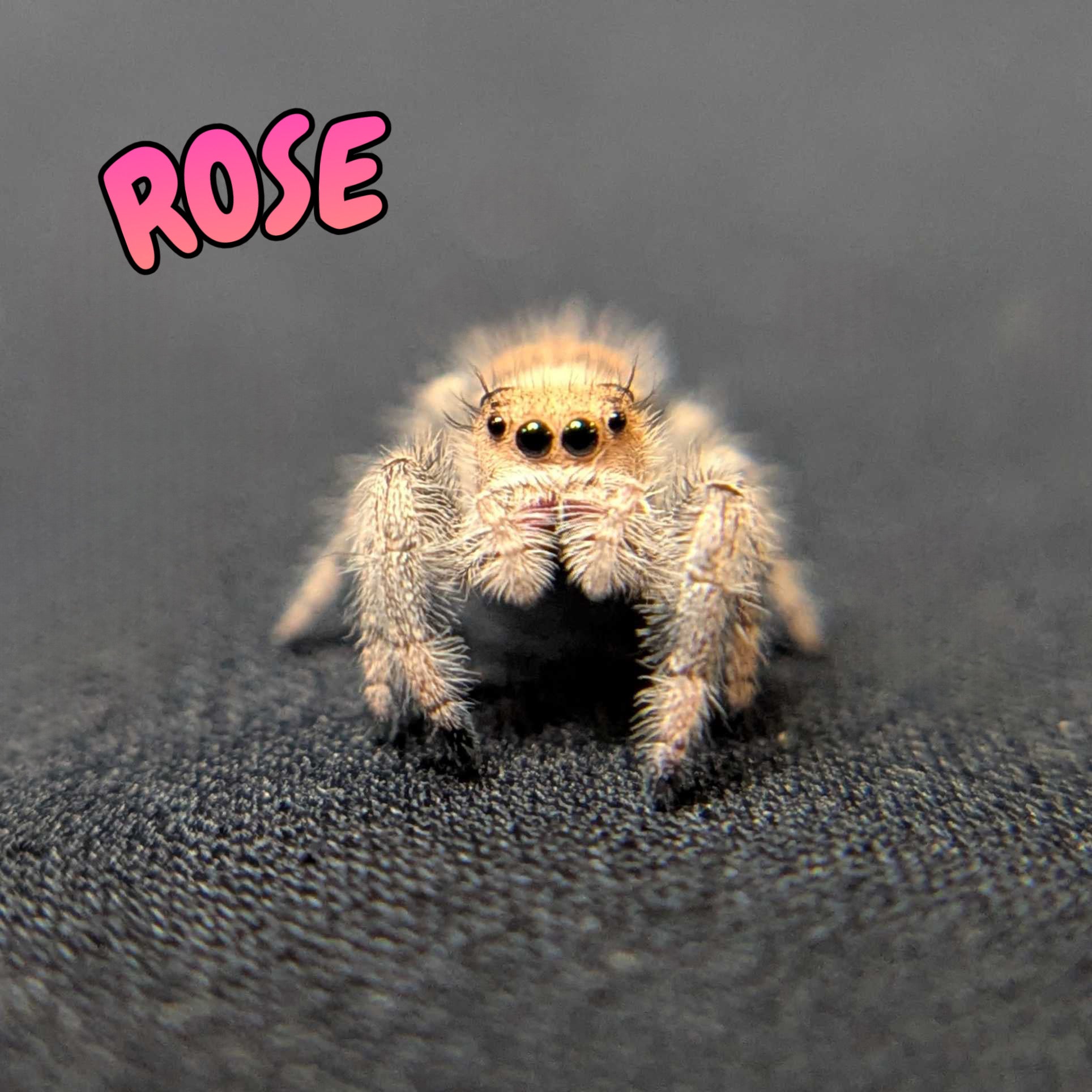 Regal Jumping Spider "Rose"
