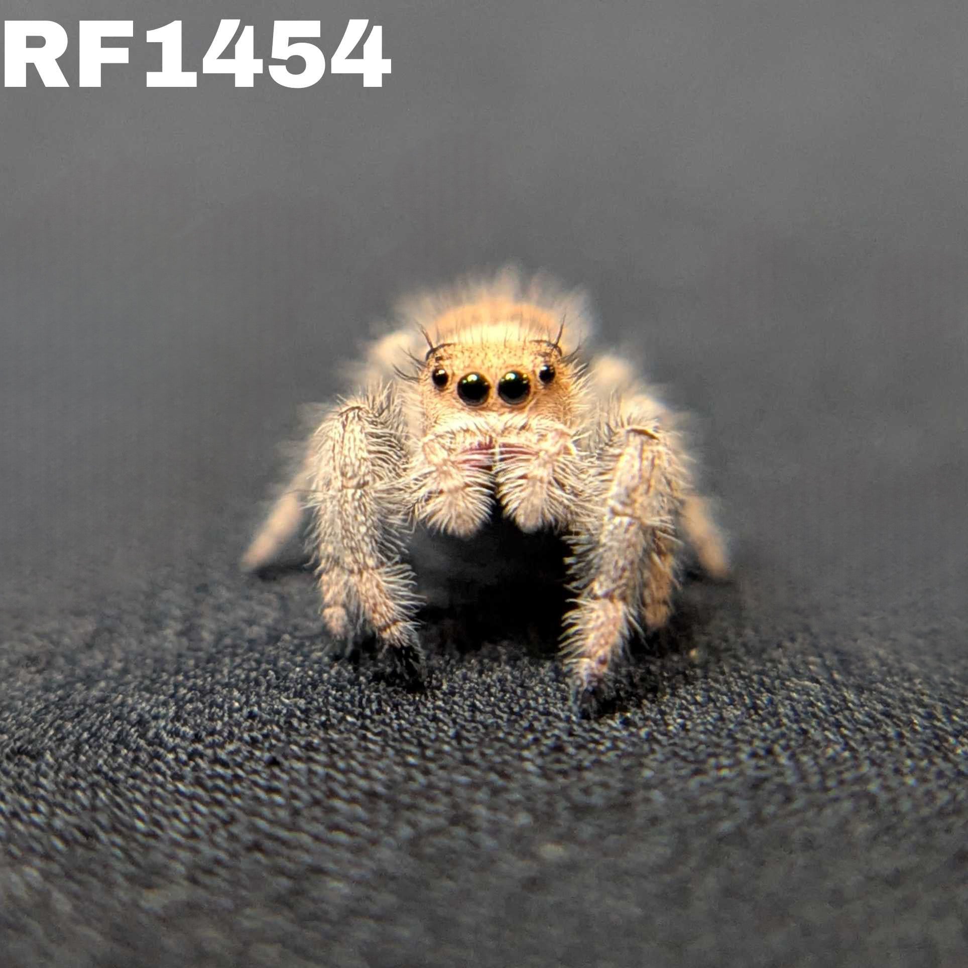 Regal Jumping Spider "Rose"