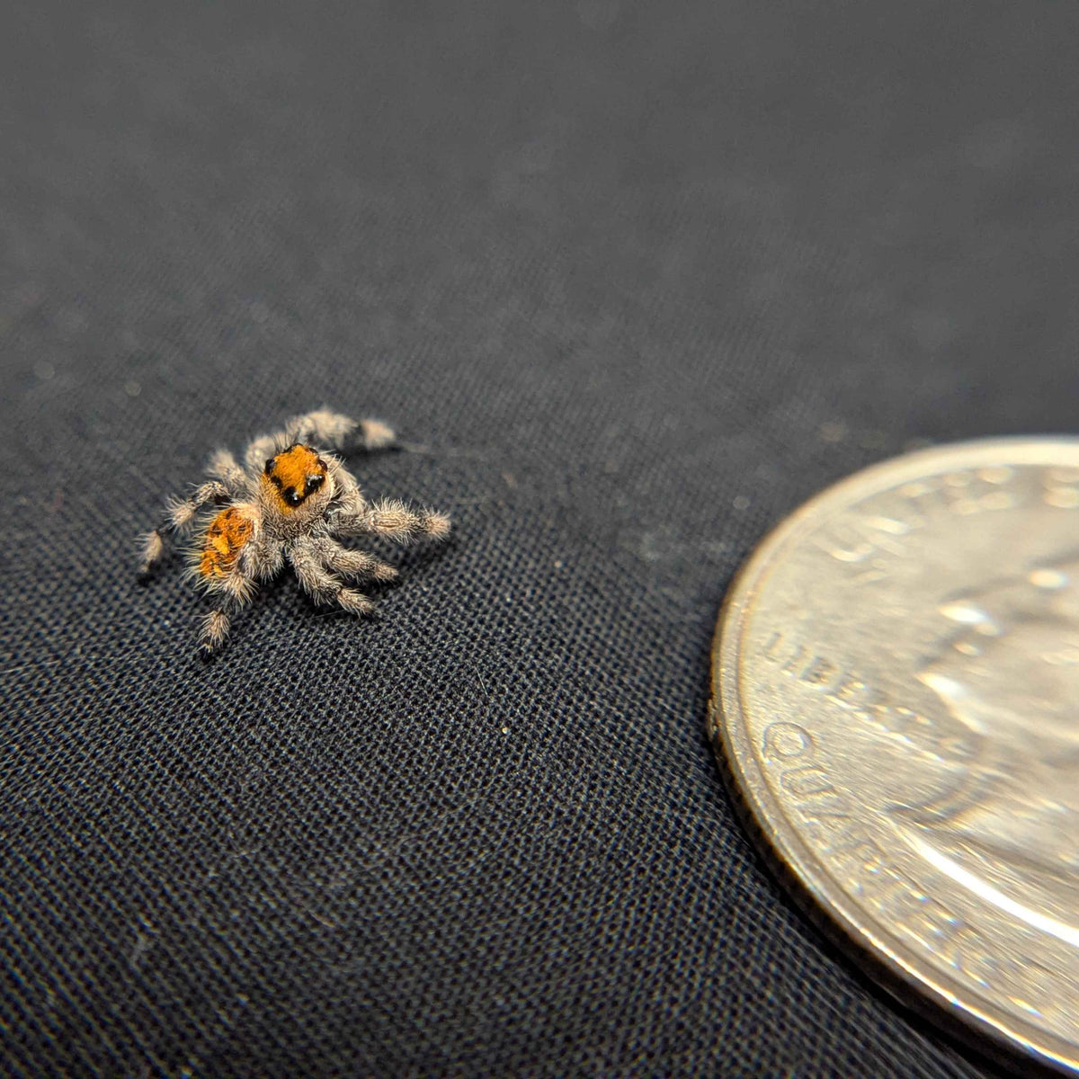 Regal Jumping Spider "Gingersnap"