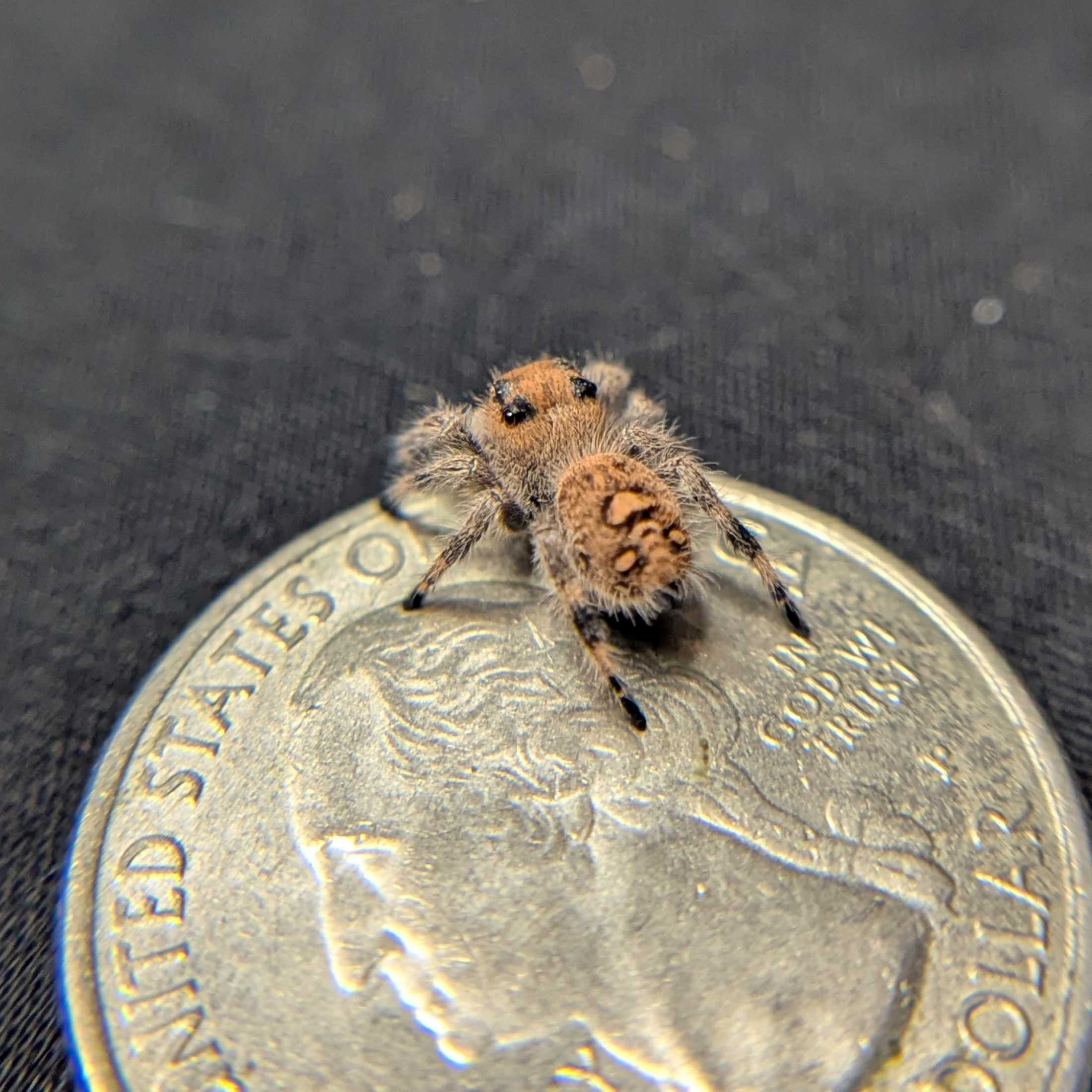 Regal Jumping Spider "Matilda"