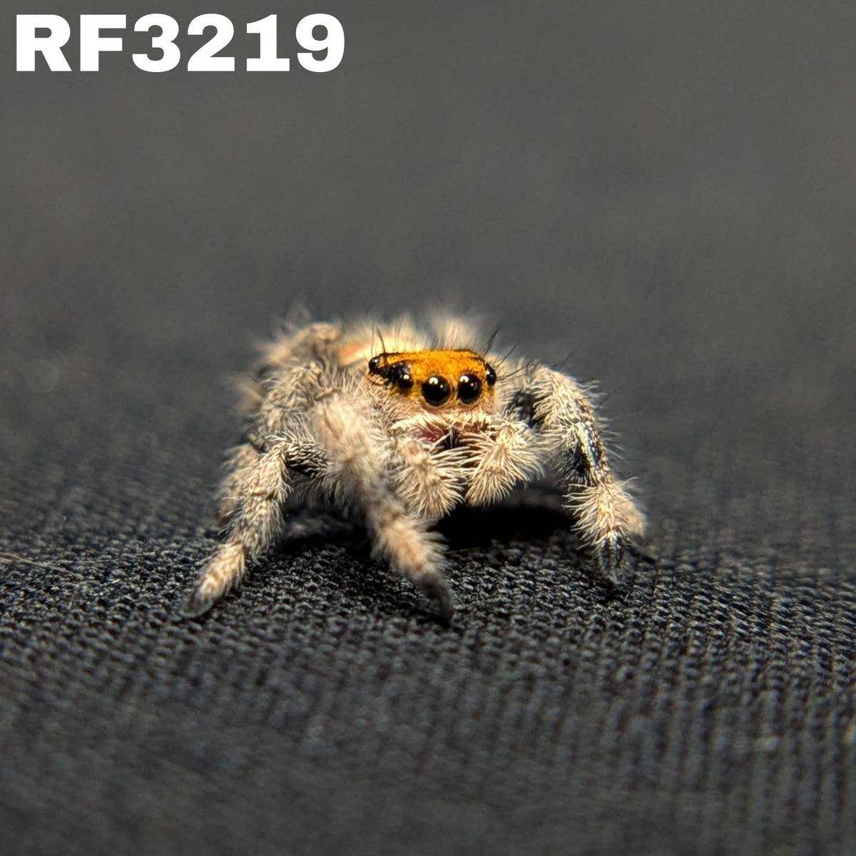 Regal Jumping Spider "Gingersnap"