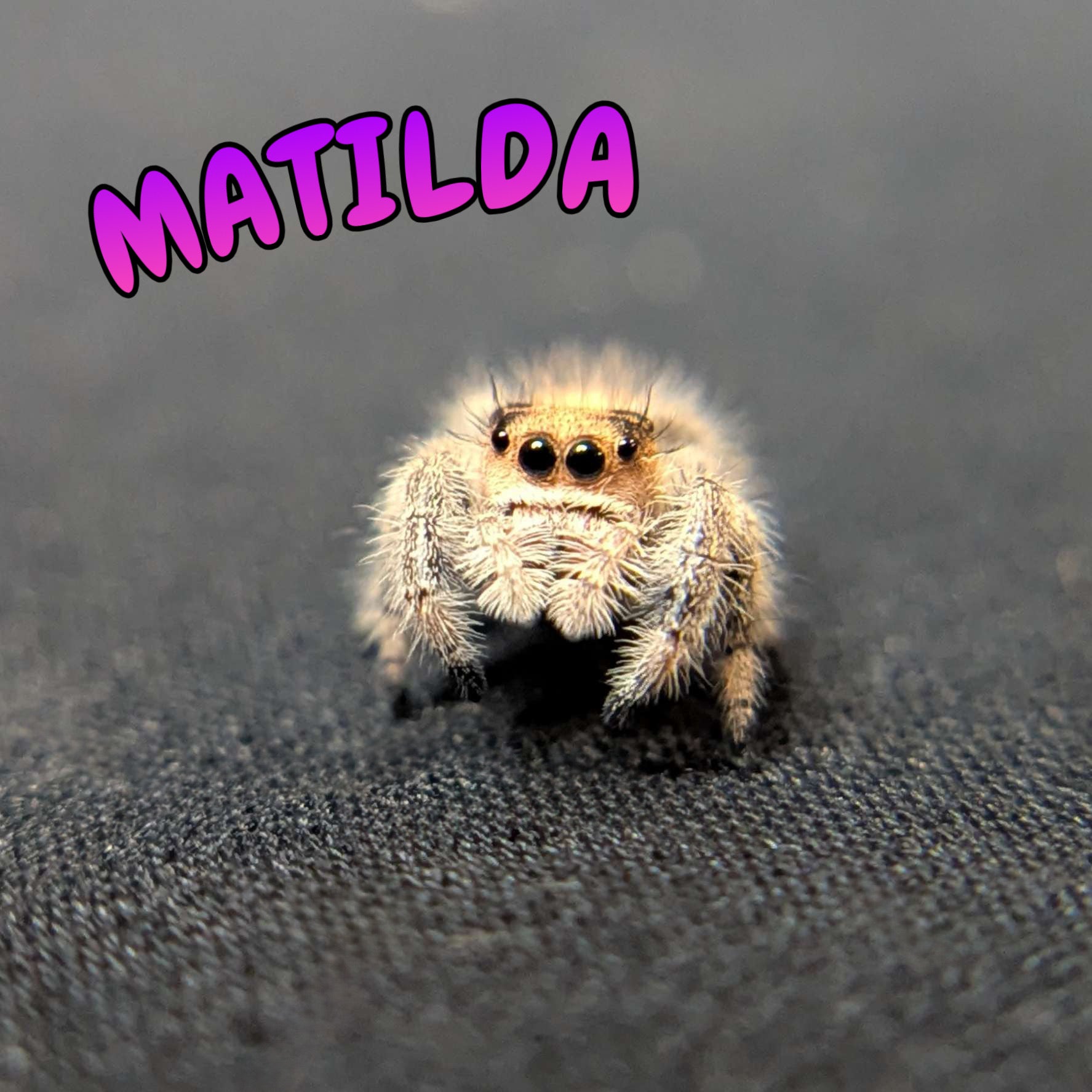 Regal Jumping Spider "Matilda"