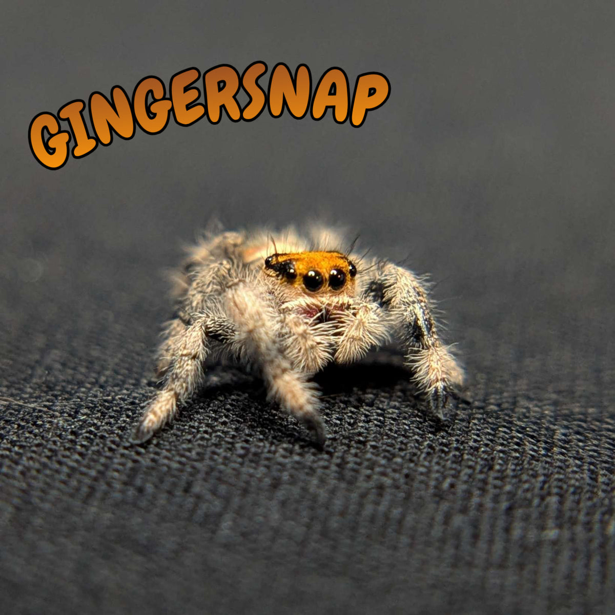 Regal Jumping Spider "Gingersnap"