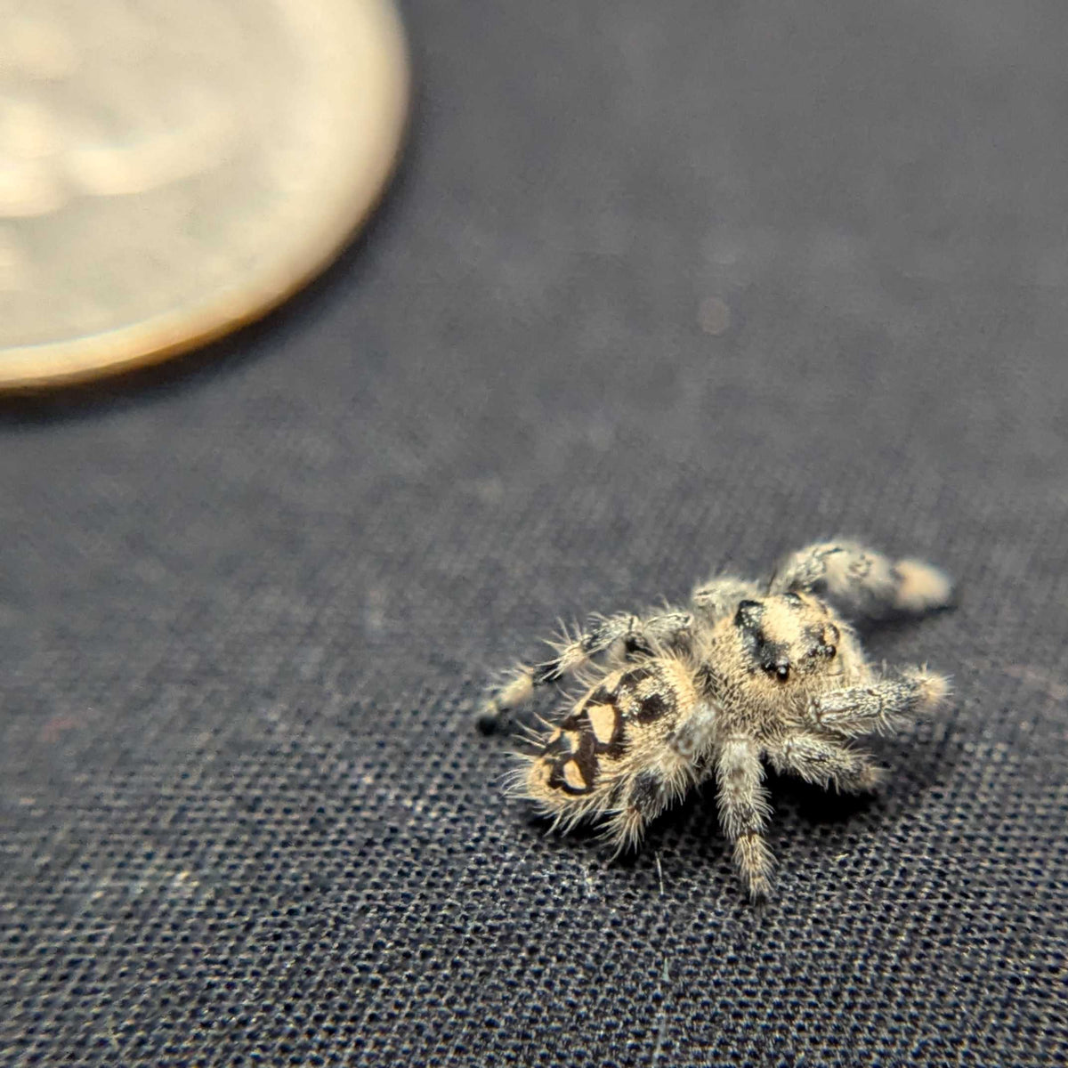 Regal Jumping Spider "Skittles"