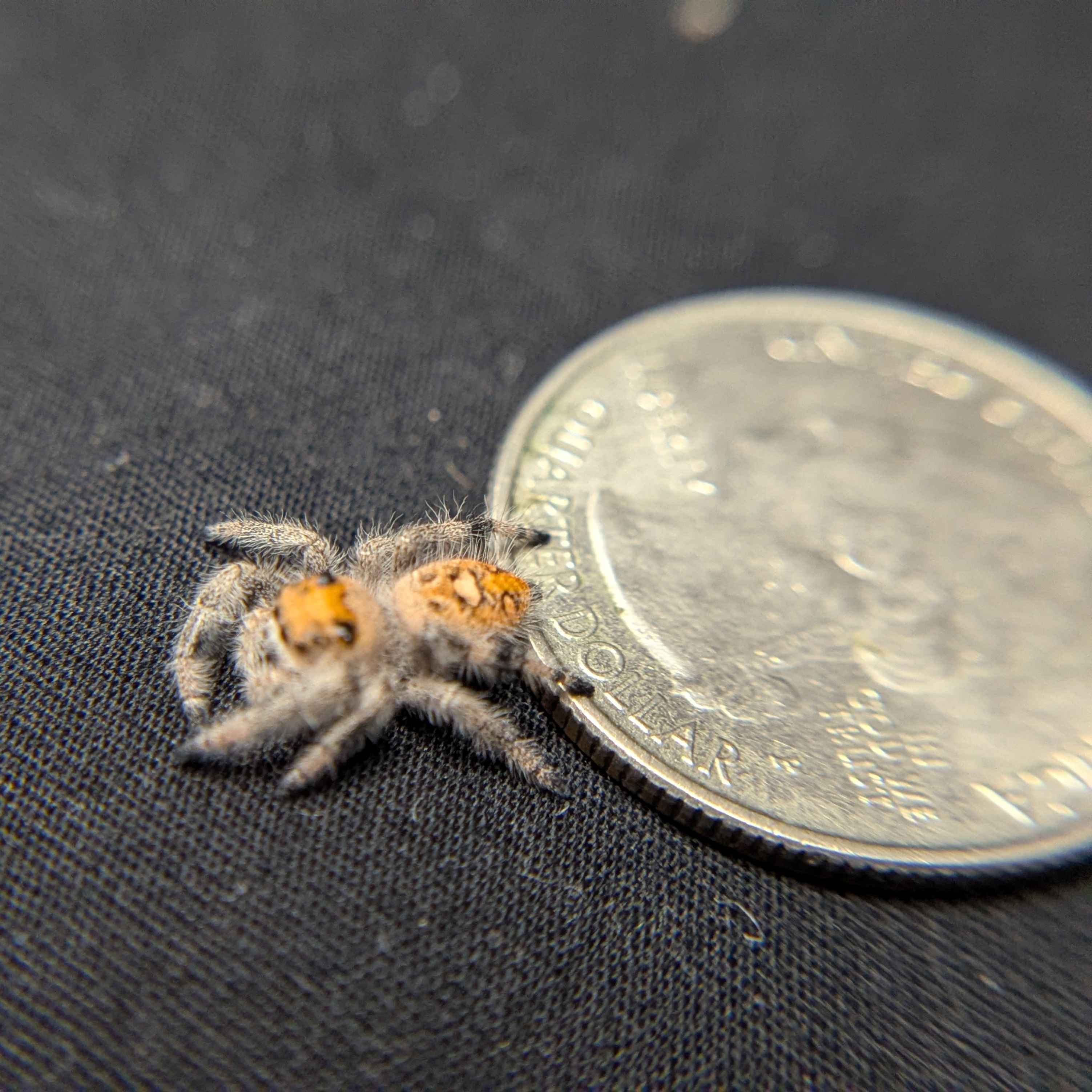 Regal Jumping Spider "Cranberry"