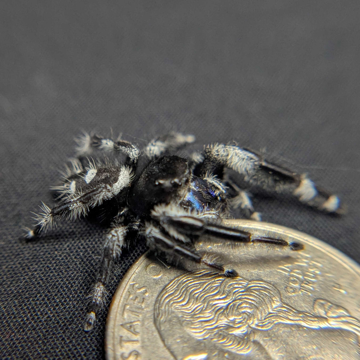 Regal Jumping Spider "Sapphire" (Rare)