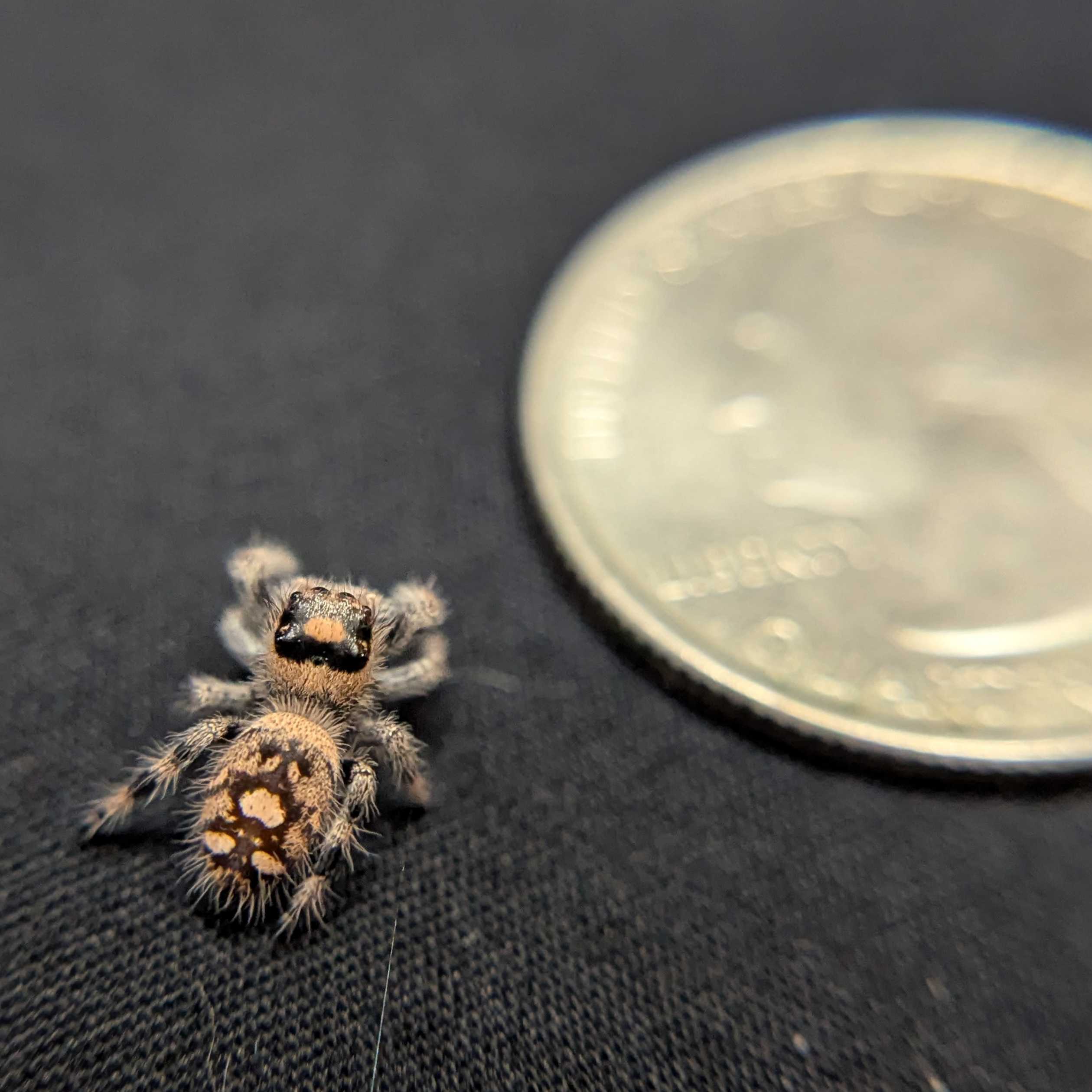 Regal Jumping Spider "Sunkiss"