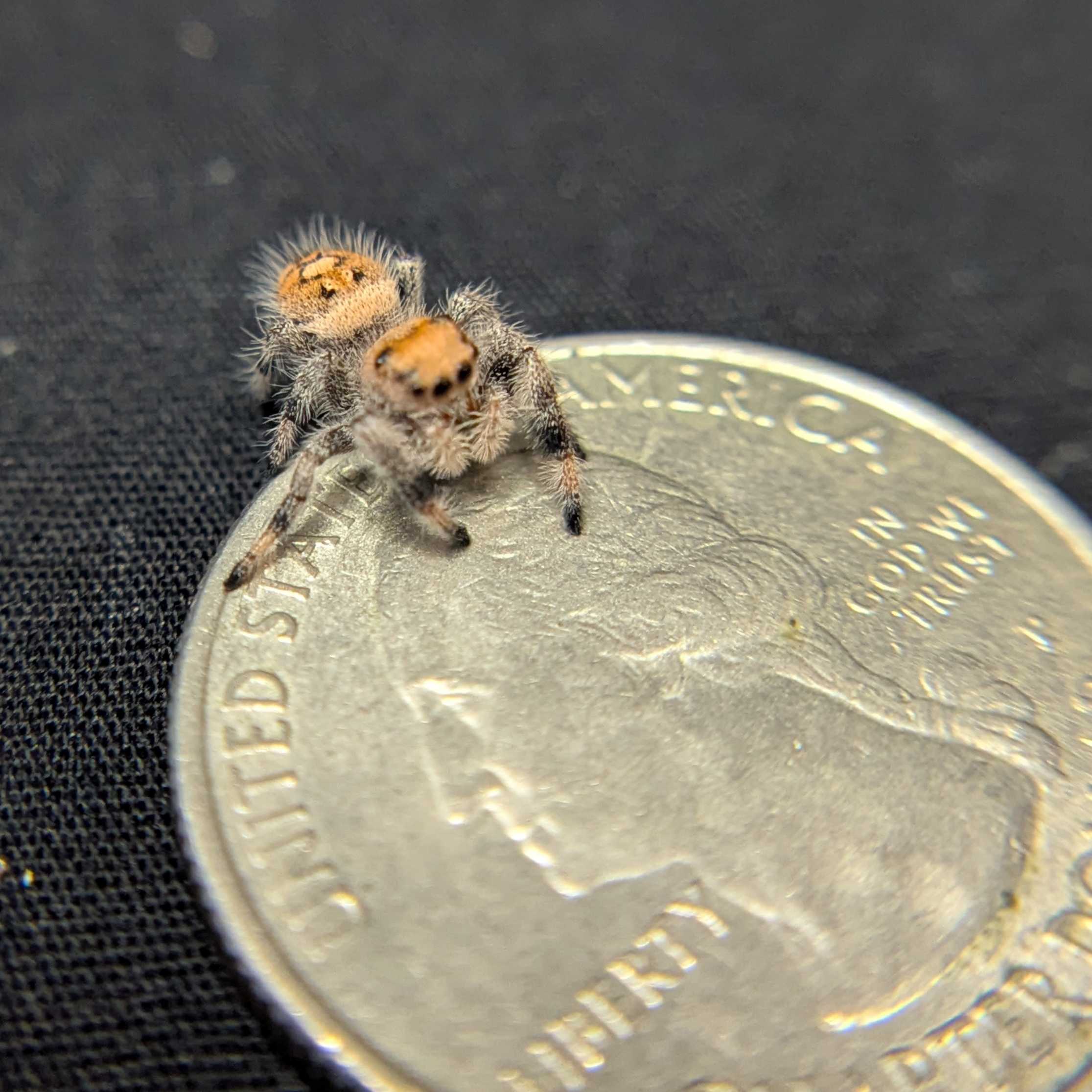 Regal Jumping Spider "Butternut"