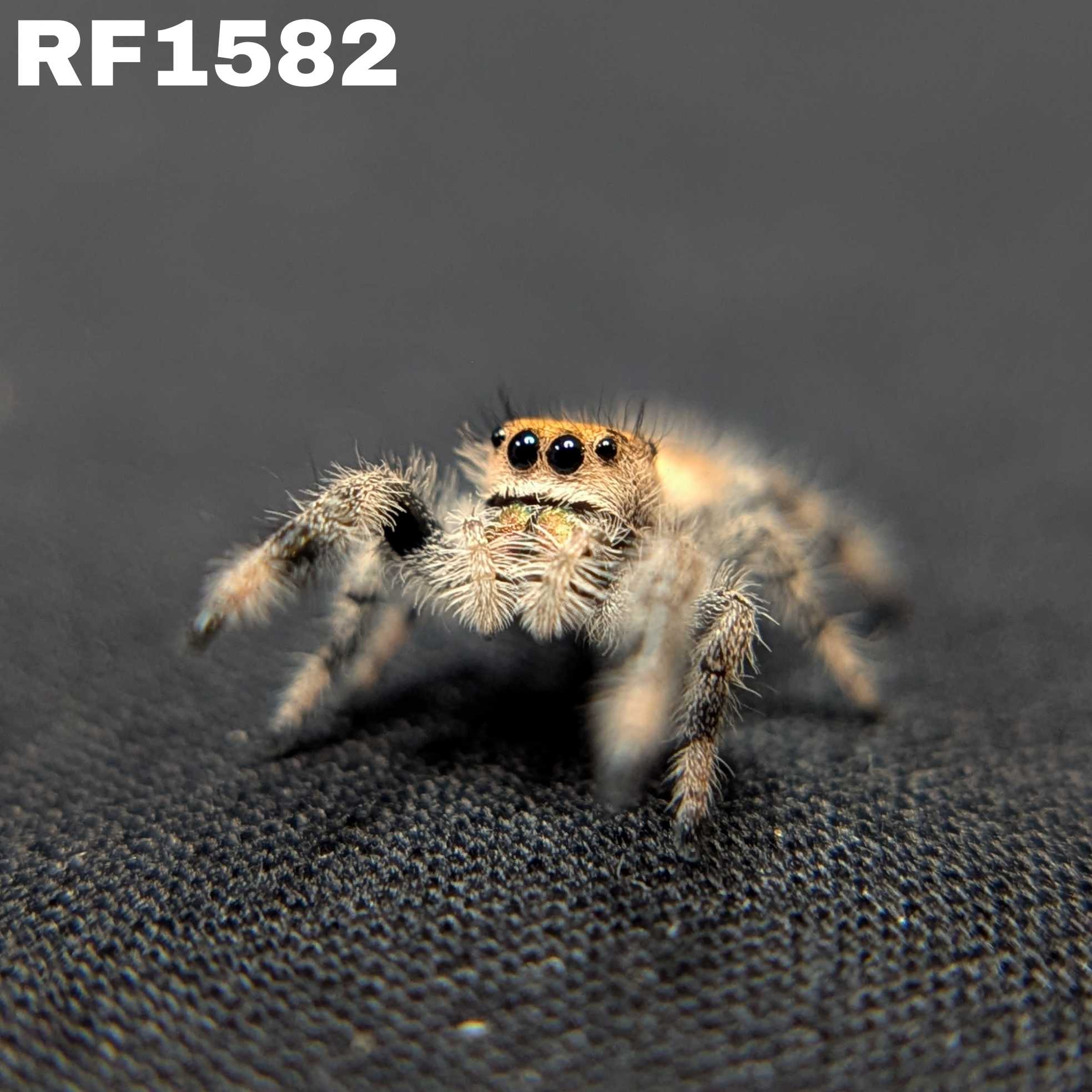 Regal Jumping Spider "Butternut"