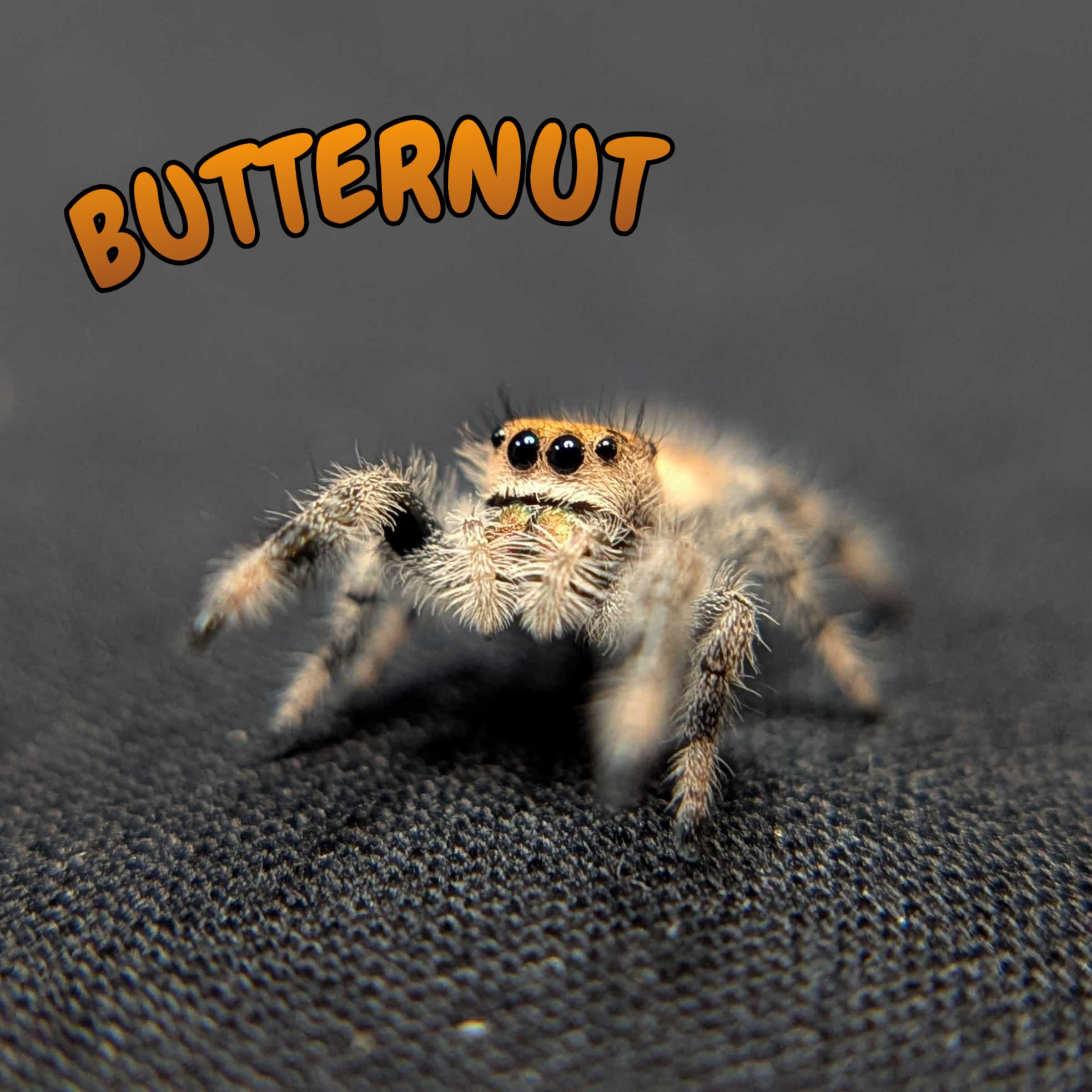 Regal Jumping Spider "Butternut"