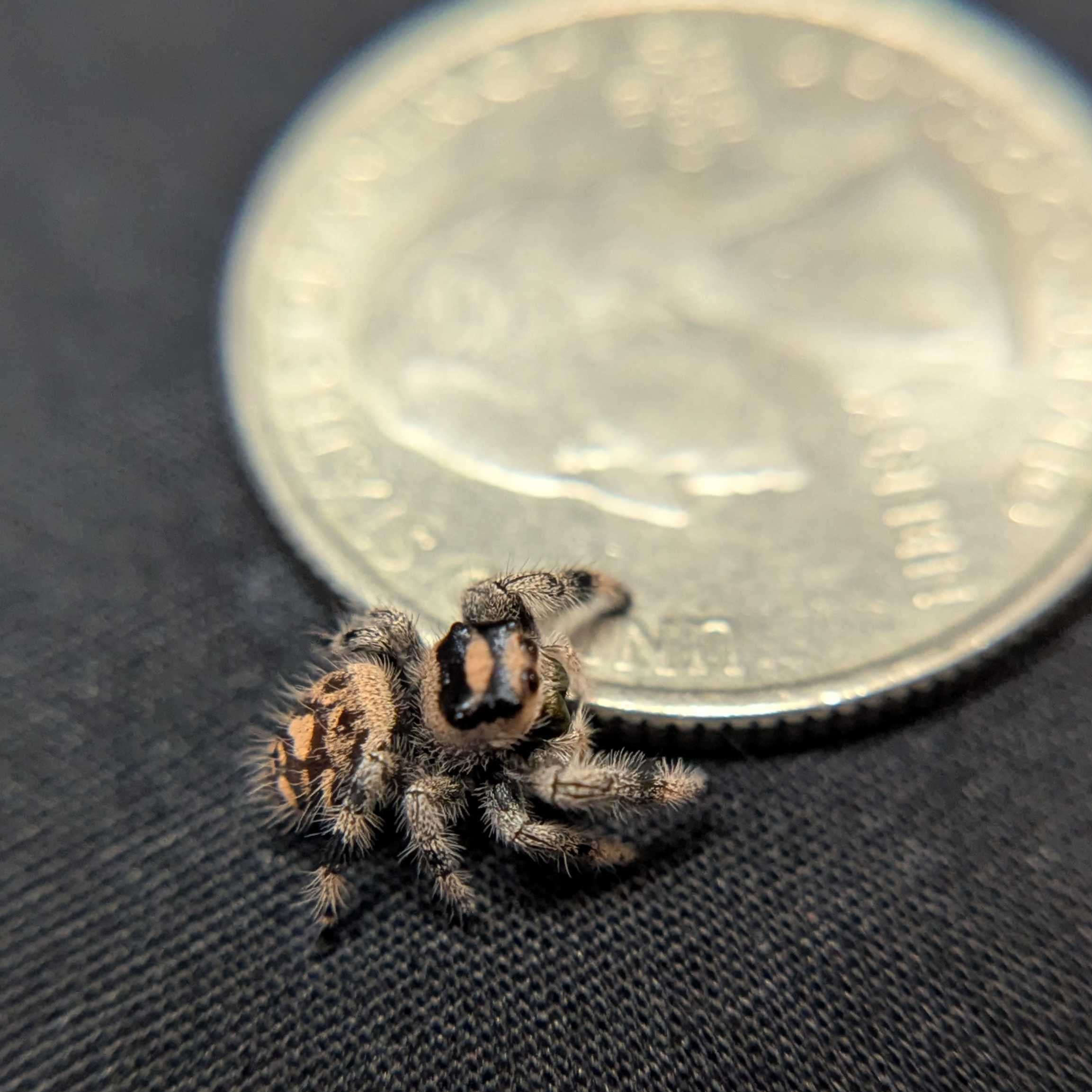 Regal Jumping Spider “Sienna”