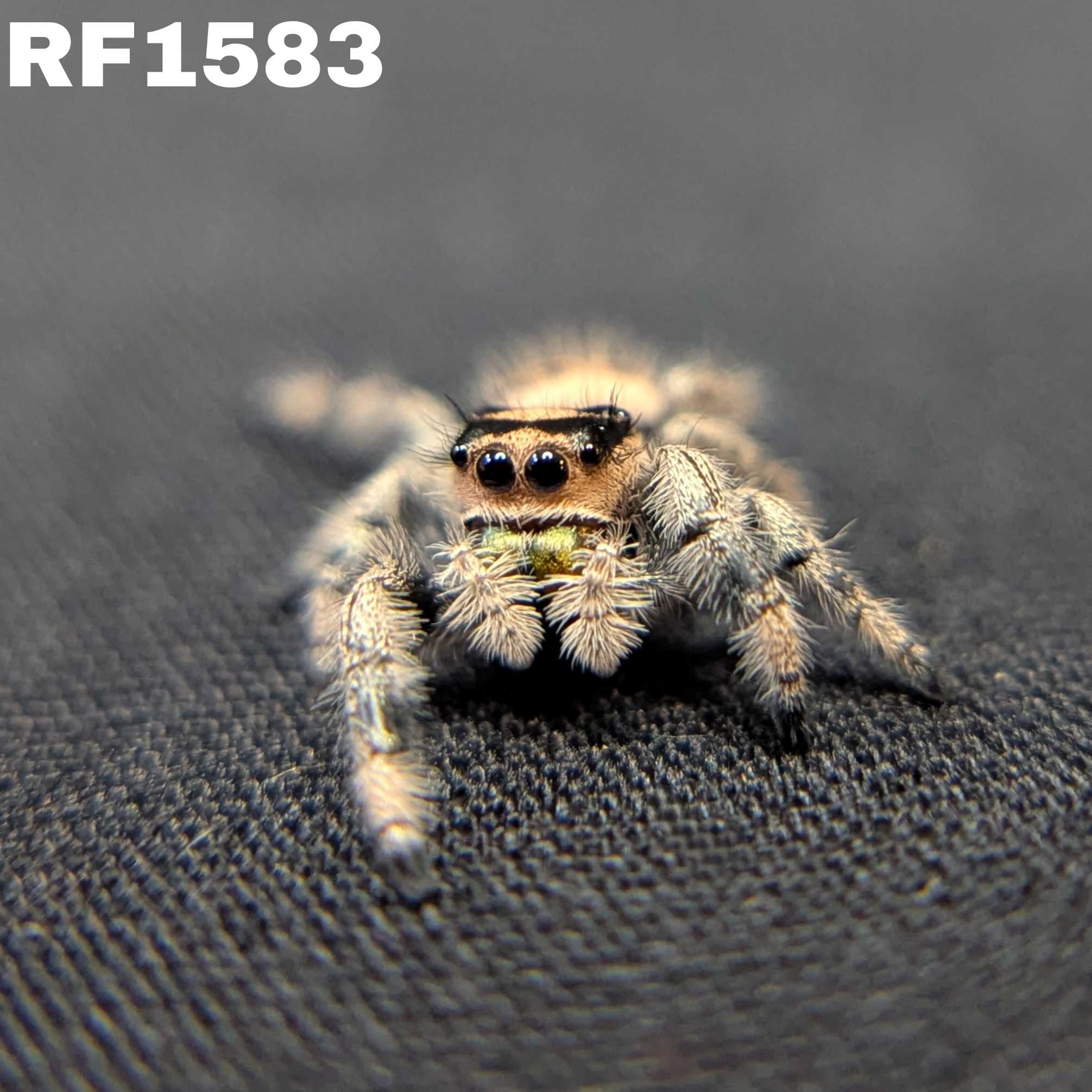 Regal Jumping Spider “Sienna”