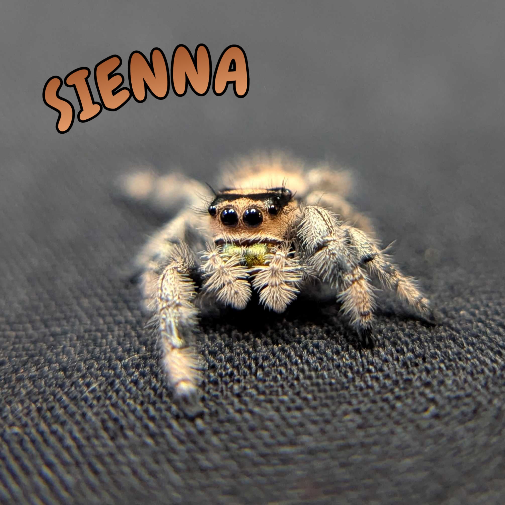 Regal Jumping Spider “Sienna”