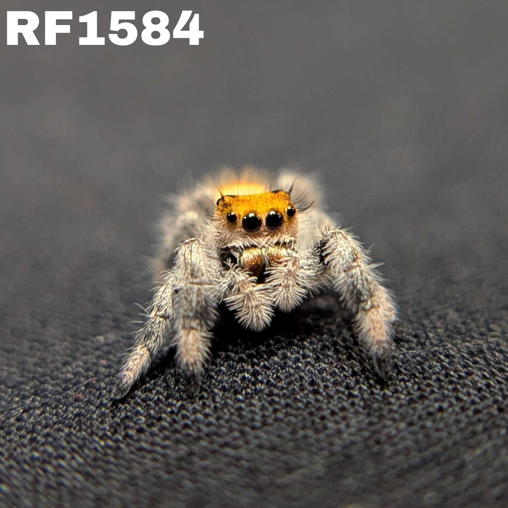 Regal Jumping Spider "Citrus"