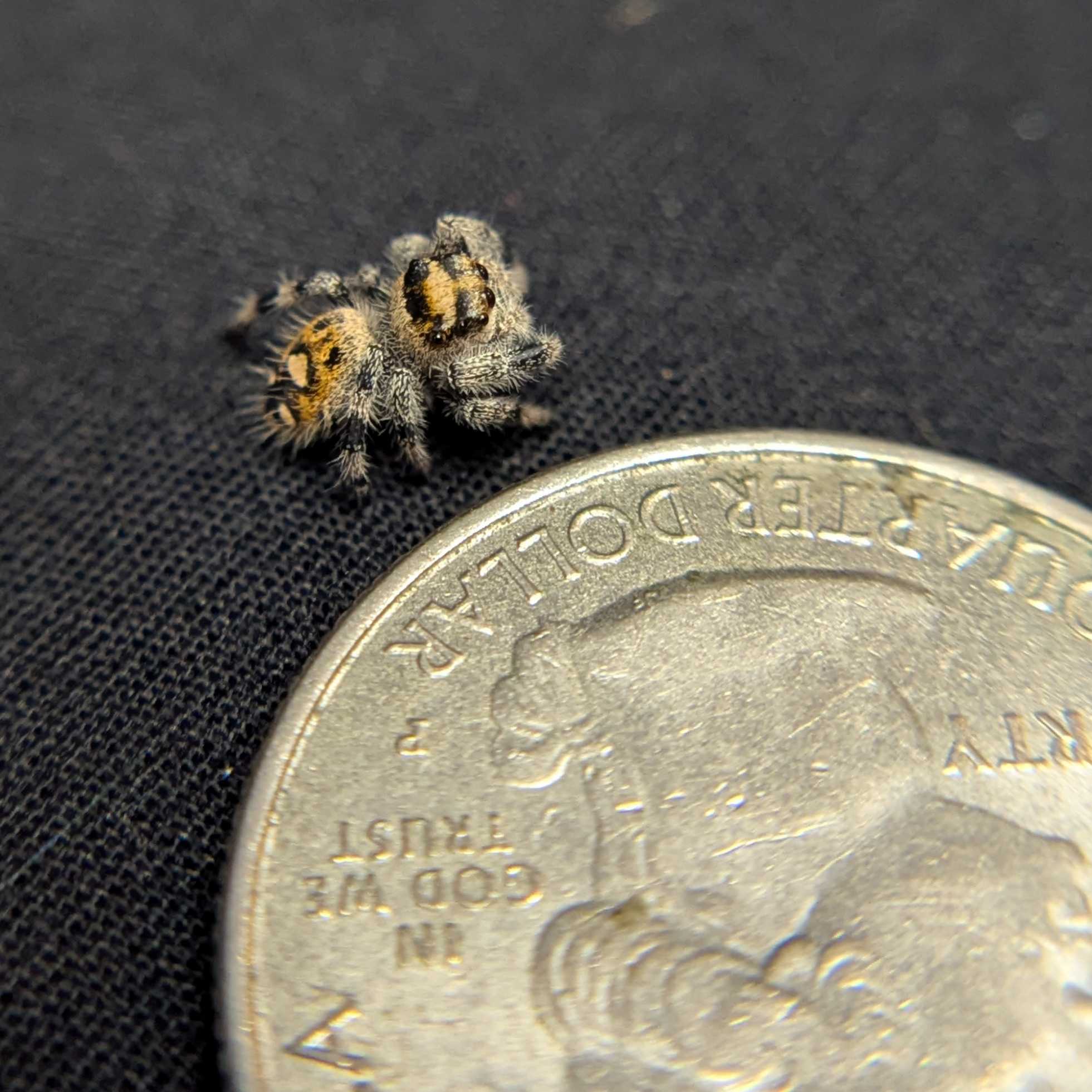 Regal Jumping Spider “Fuego”