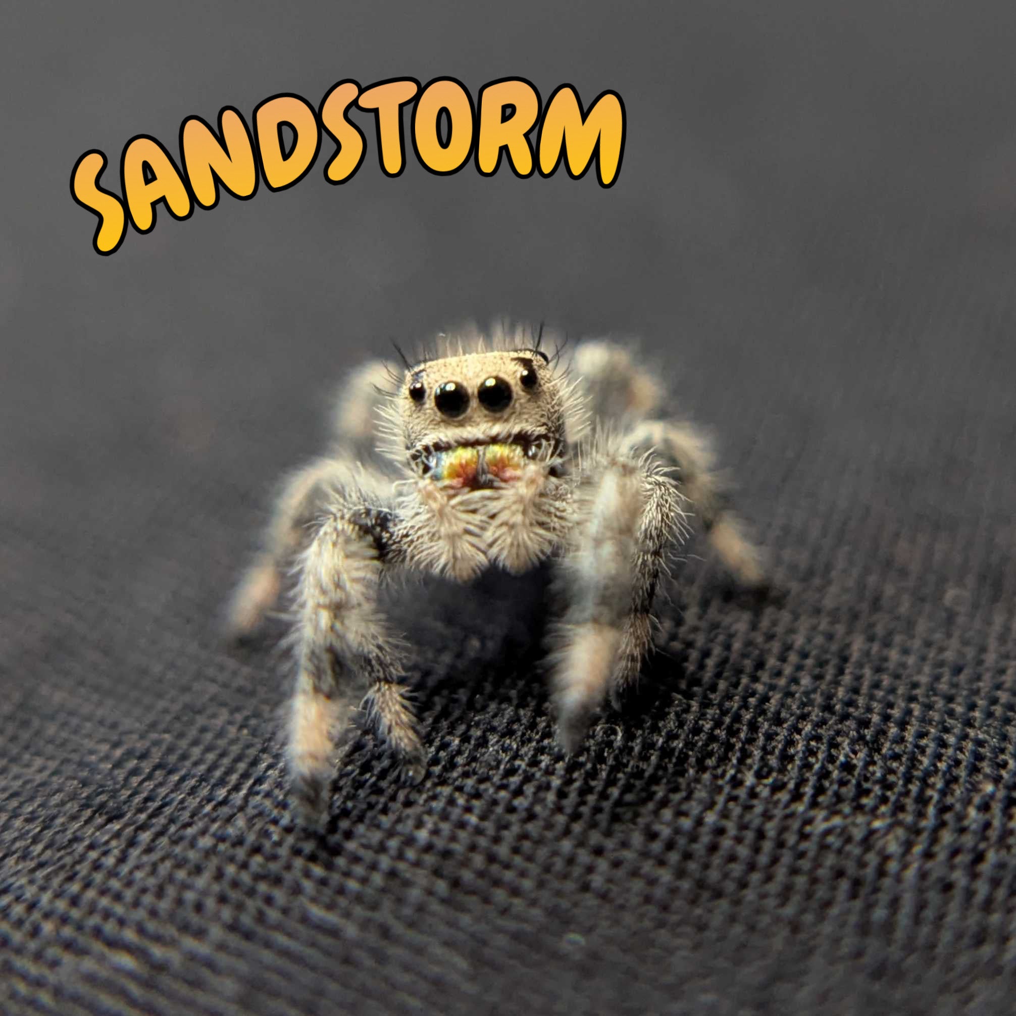 Regal Jumping Spider "Sandstorm"