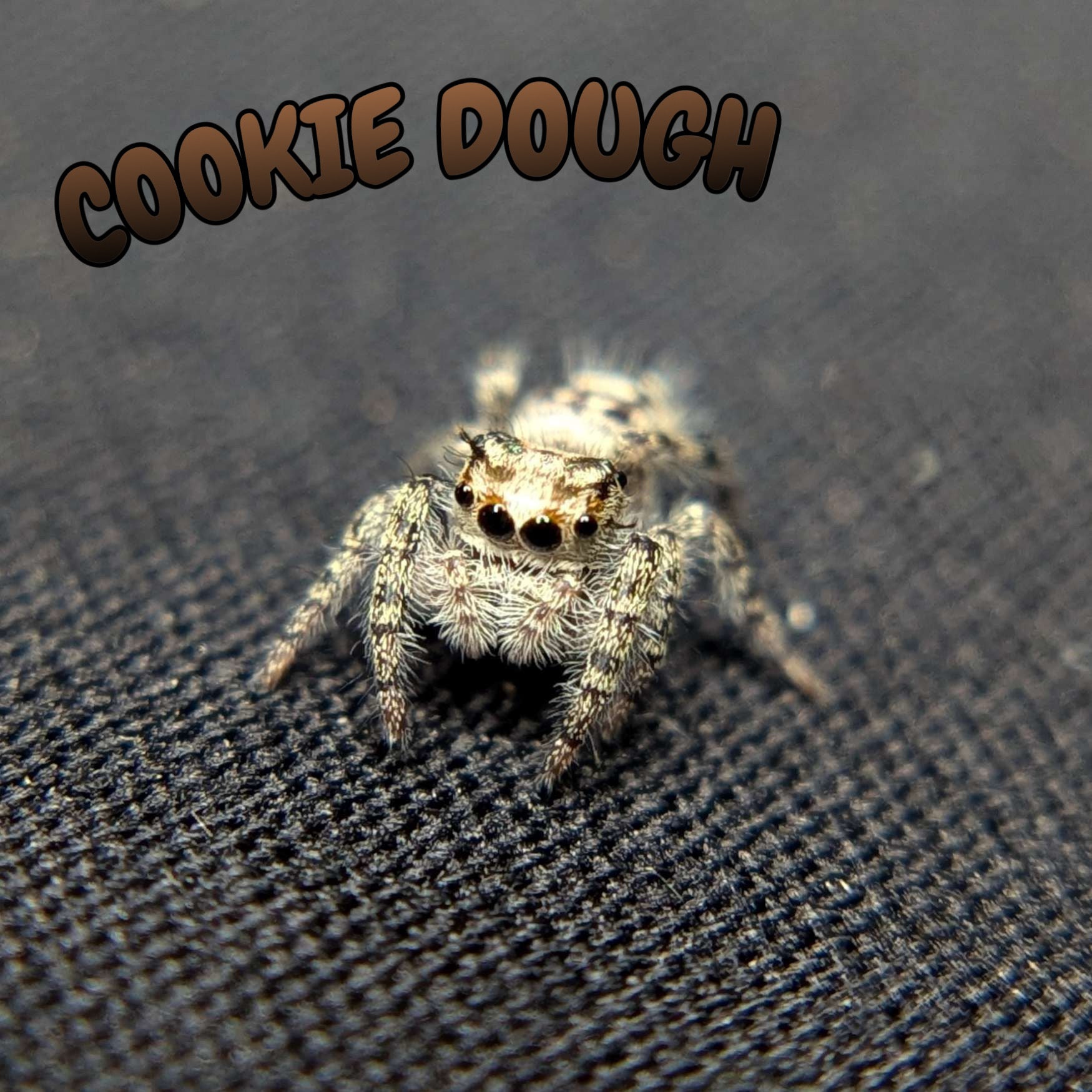 Otiosus Jumping Spider "Cookie Dough"