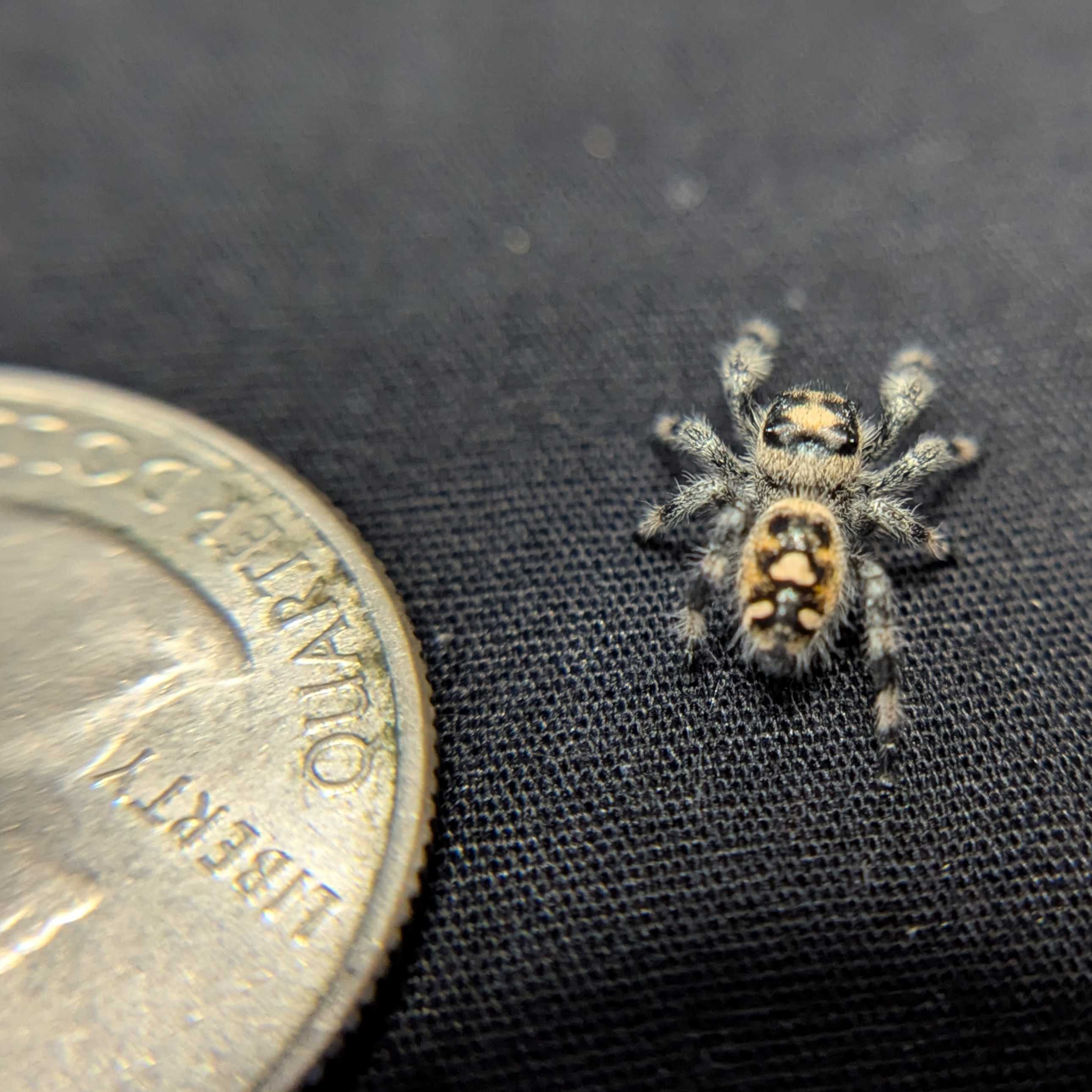 Regal Jumping Spider "Lilac"