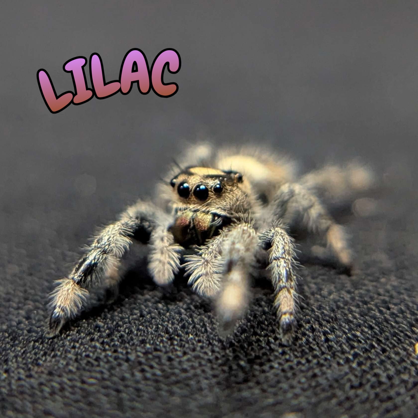 Regal Jumping Spider "Lilac"