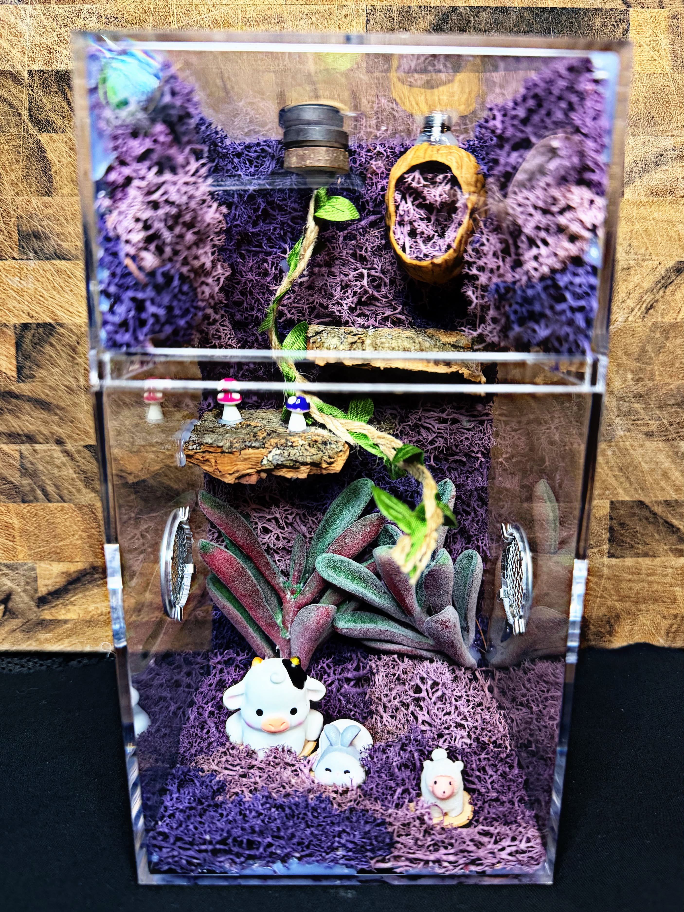 Custom Jumping Spider Enclosure