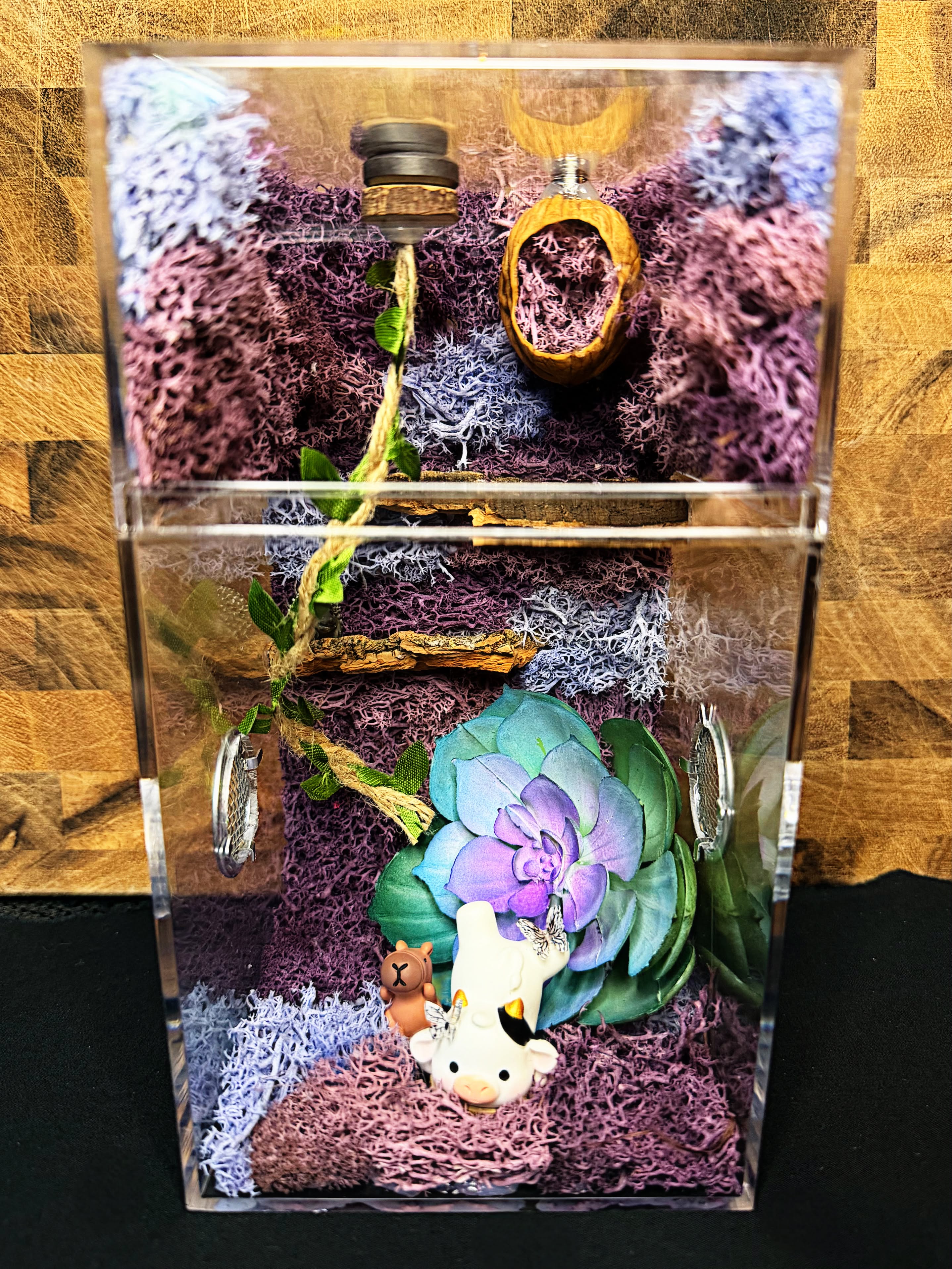 Custom Jumping Spider Enclosure