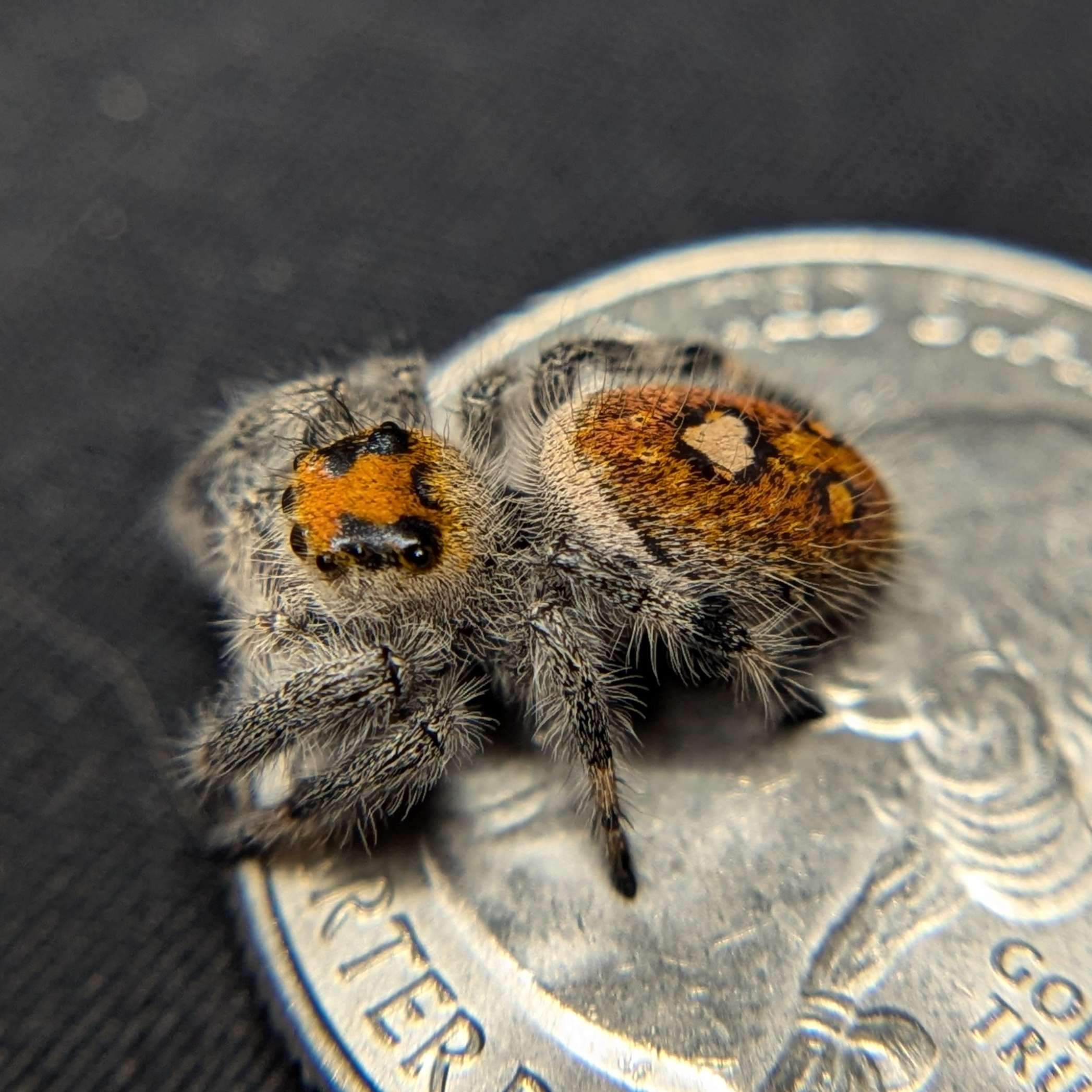 Regal Jumping Spider "Heat"