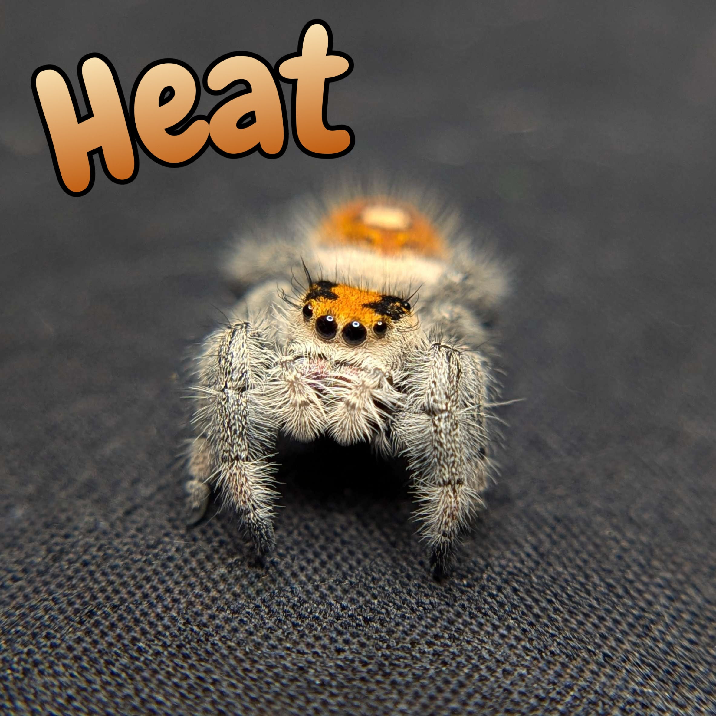 Regal Jumping Spider "Heat"