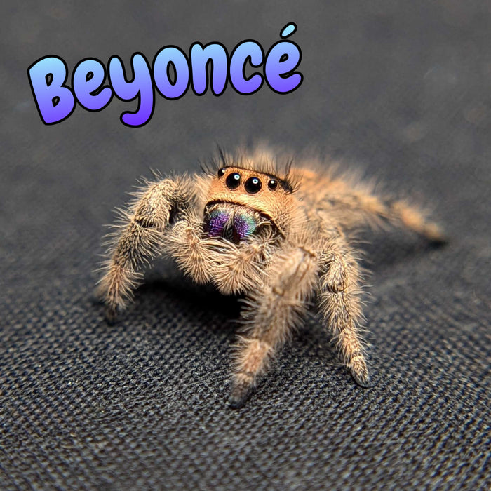 Spider Source Featured Jumping Spiders For Sale