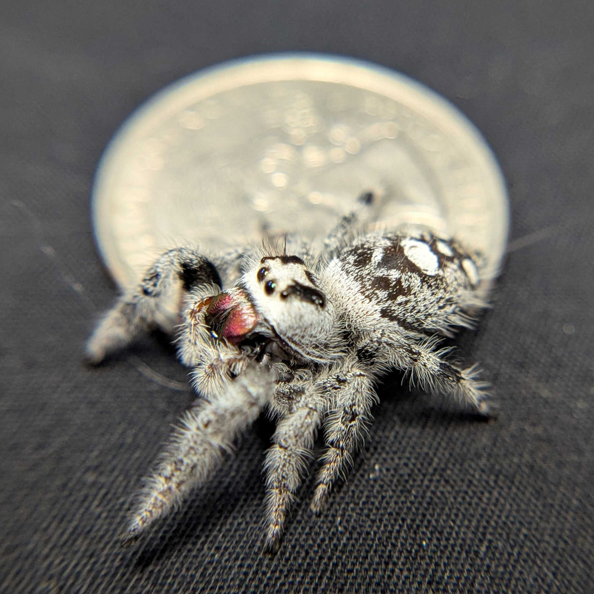 Regal Jumping Spider "Garnet" (High White)