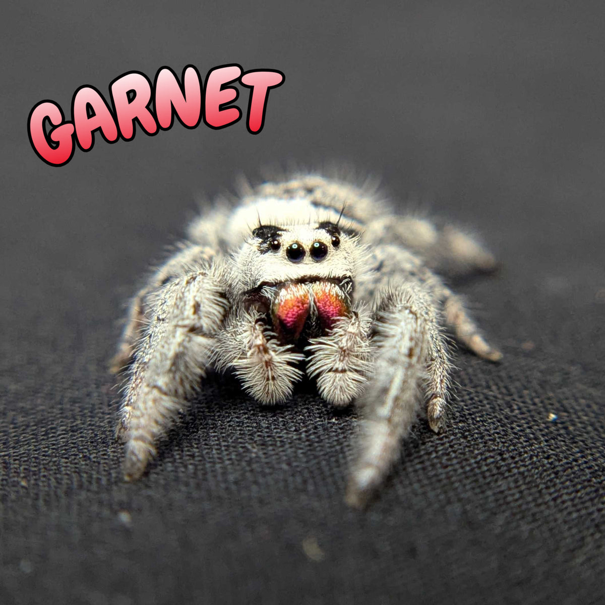 Regal Jumping Spider "Garnet" (High White)