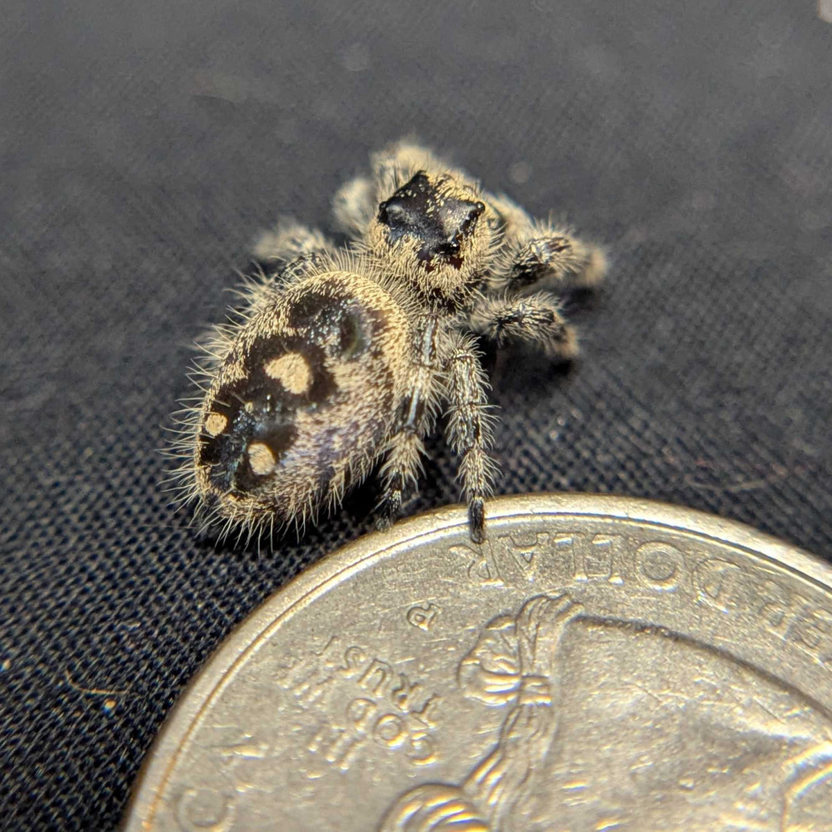 Regal Jumping Spider "Taffy"