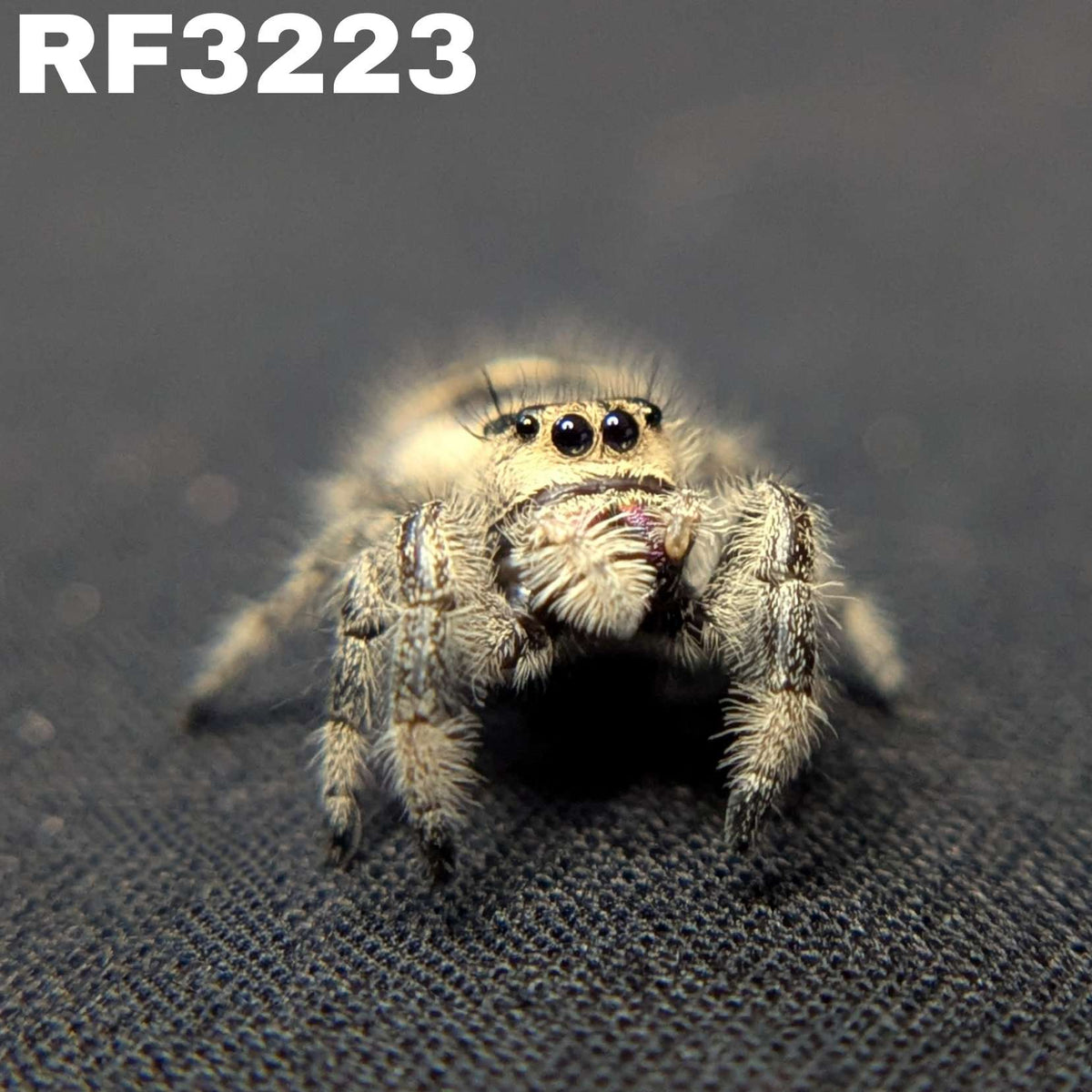 Regal Jumping Spider "Taffy"