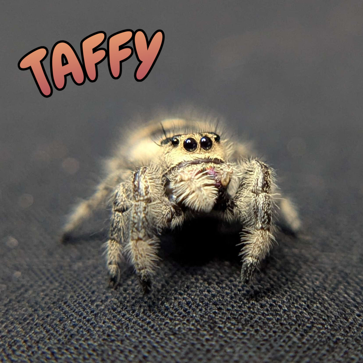 Regal Jumping Spider "Taffy"