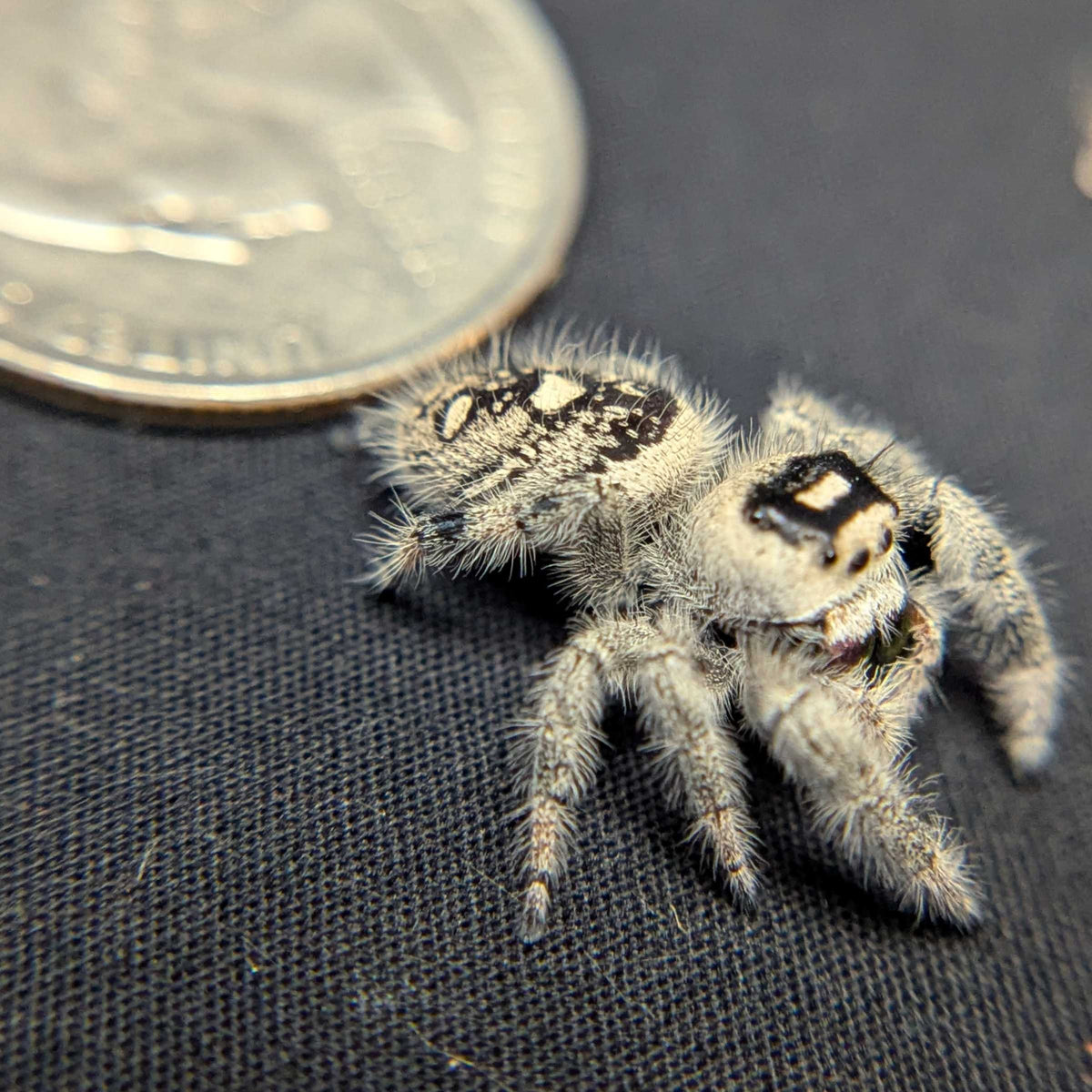 Regal Jumping Spider "Flare"