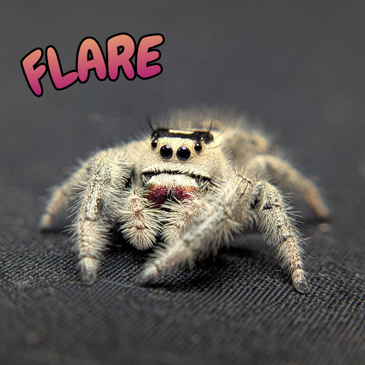 Regal Jumping Spider "Flare"