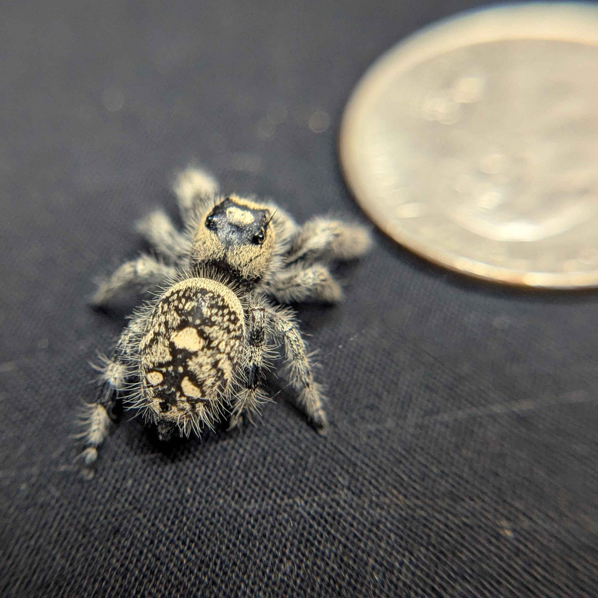 Regal Jumping Spider "Seafoam"
