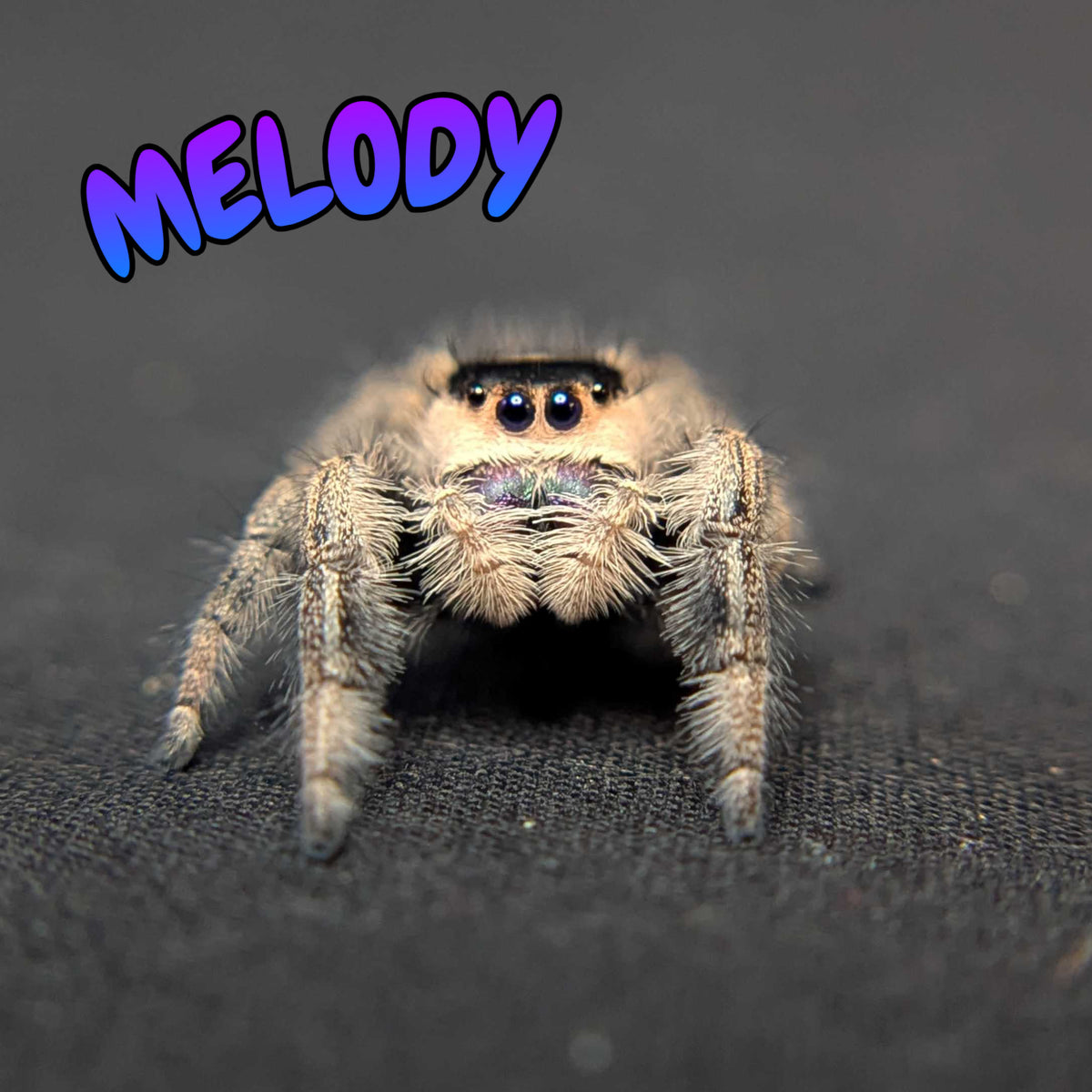 Regal Jumping Spider "Melody"