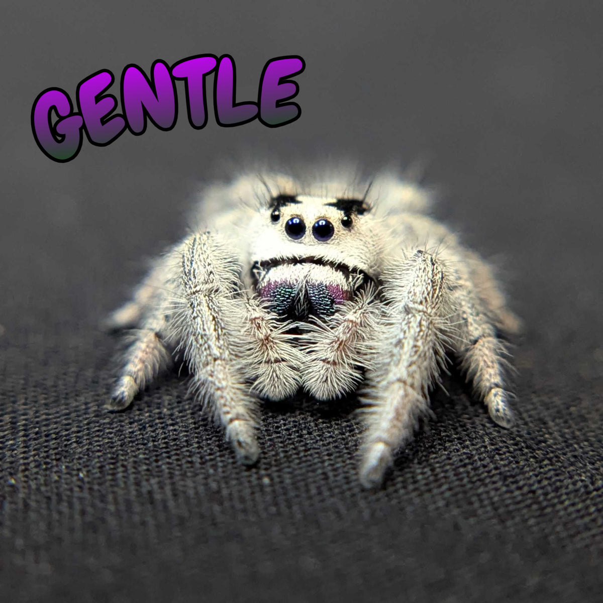 Regal Jumping Spider "Gentle"