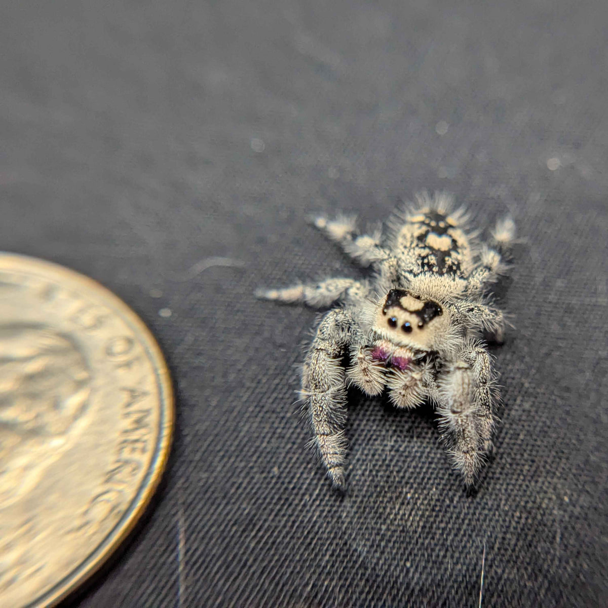 Regal Jumping Spider "Sugar"