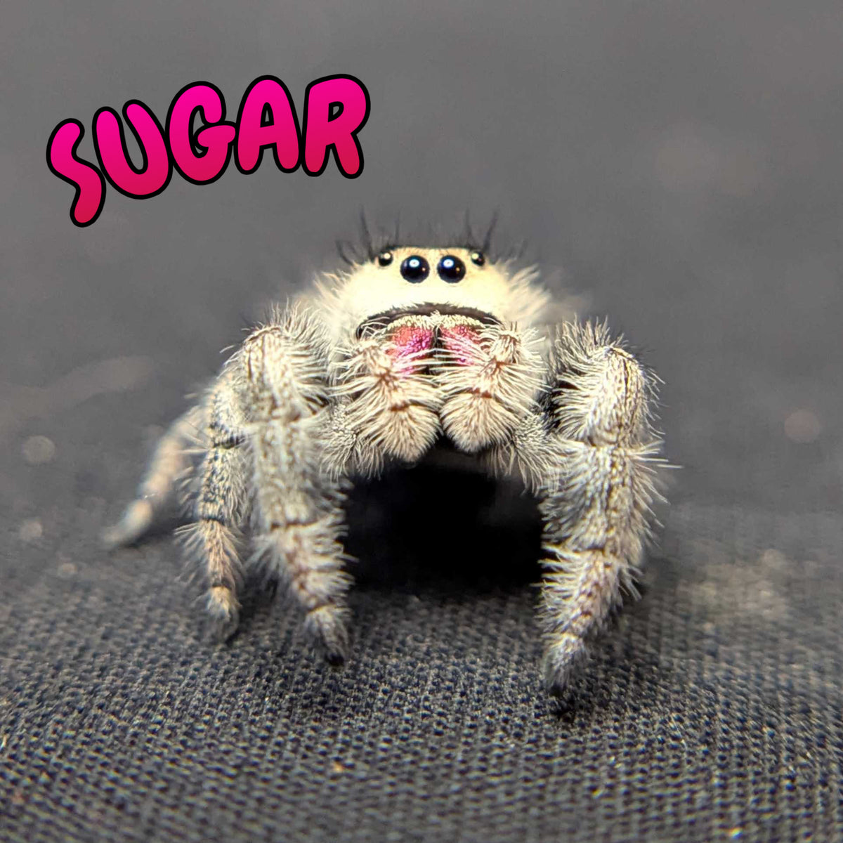 Regal Jumping Spider "Sugar"