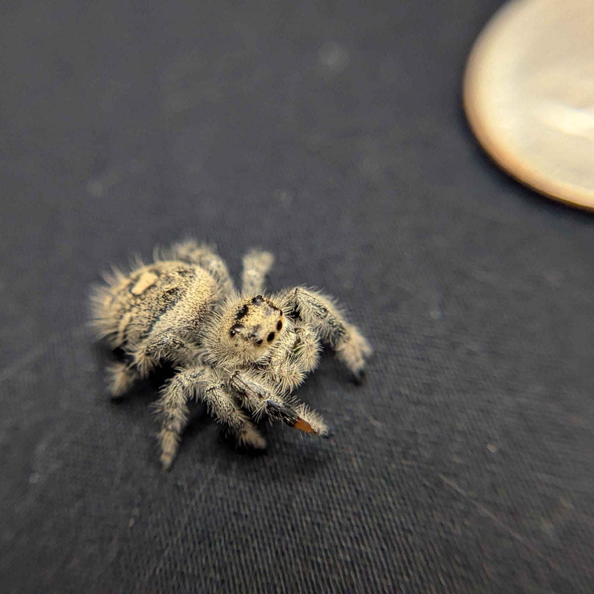 Regal Jumping Spider "Pastry"