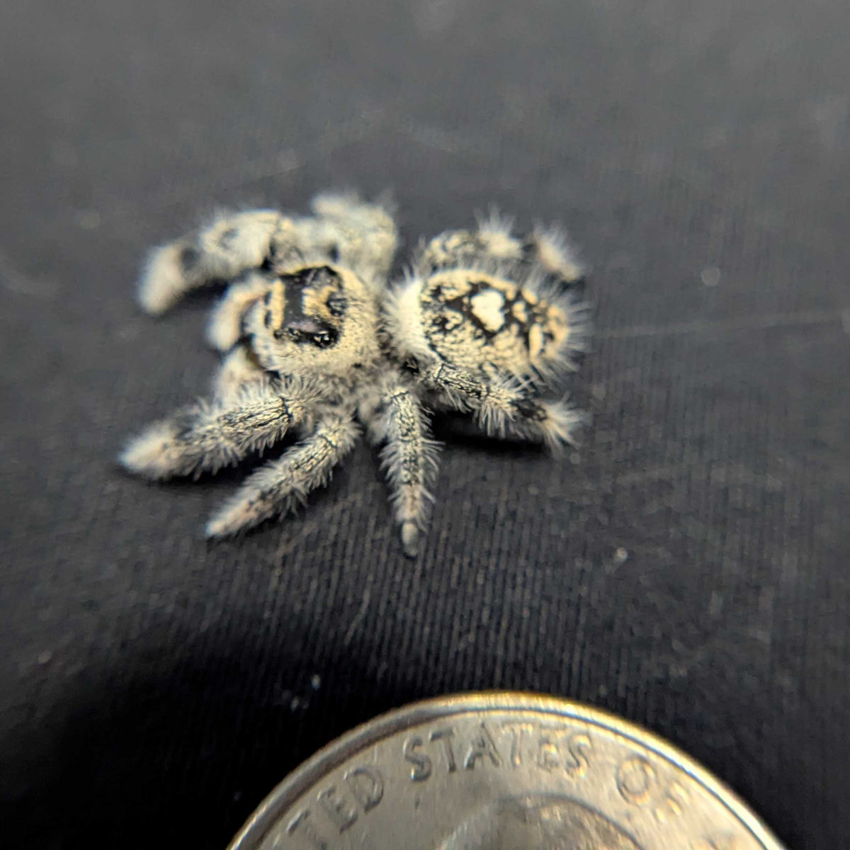 Regal Jumping Spider "Caramel Kush"