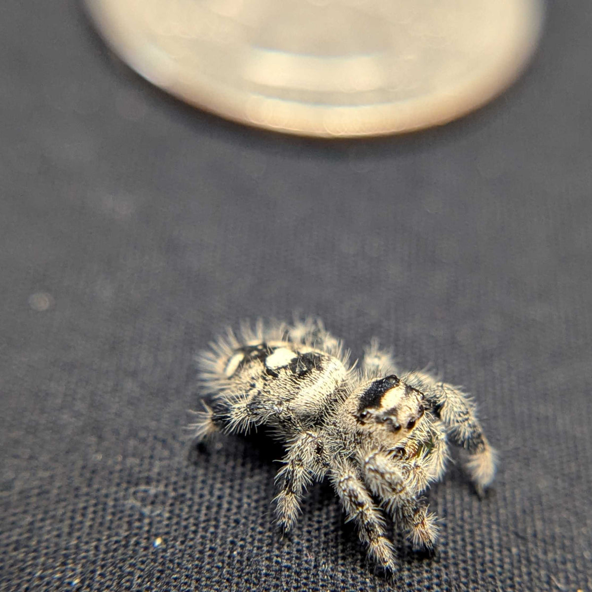 Regal Jumping Spider "Comet"