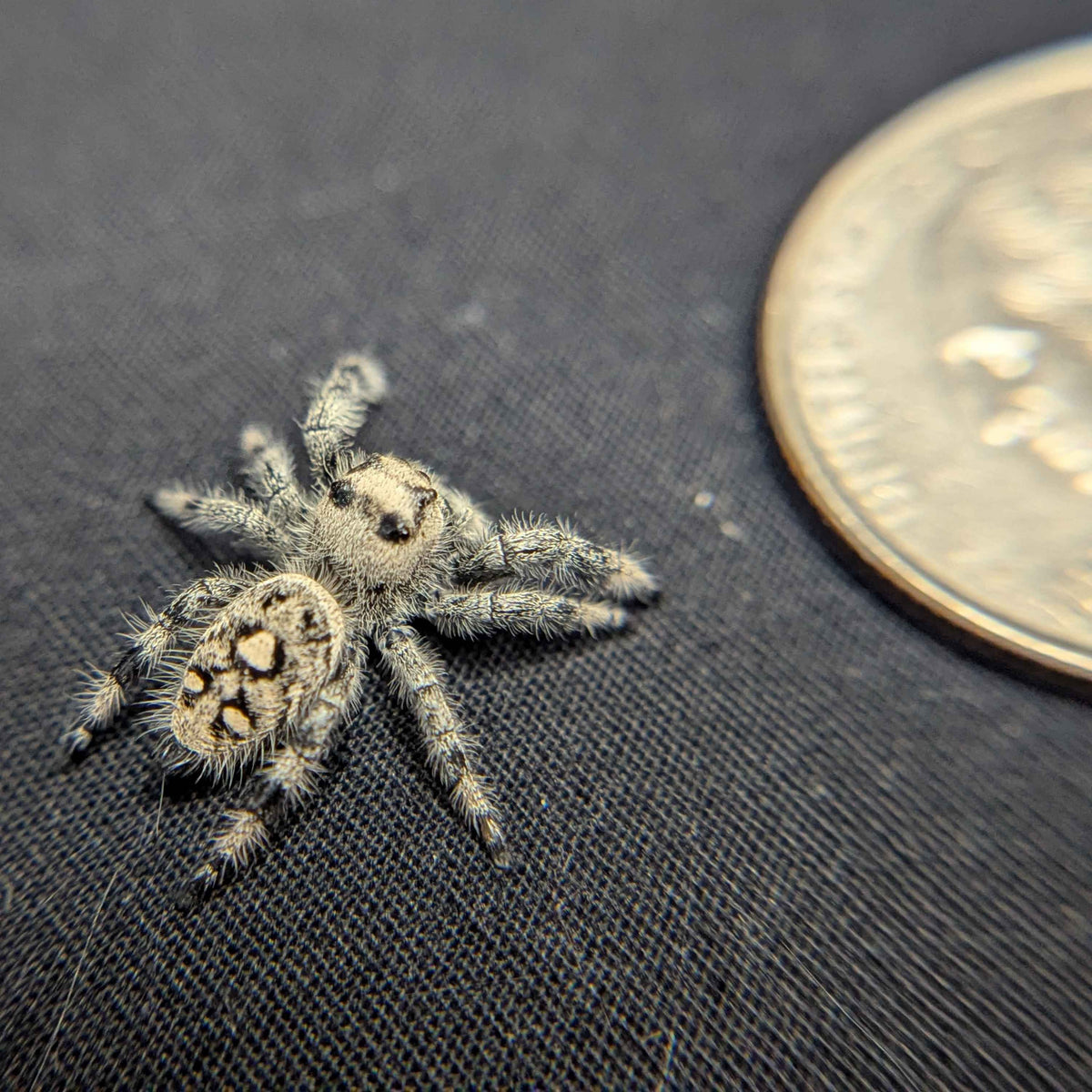 Regal Jumping Spider “Sienna”