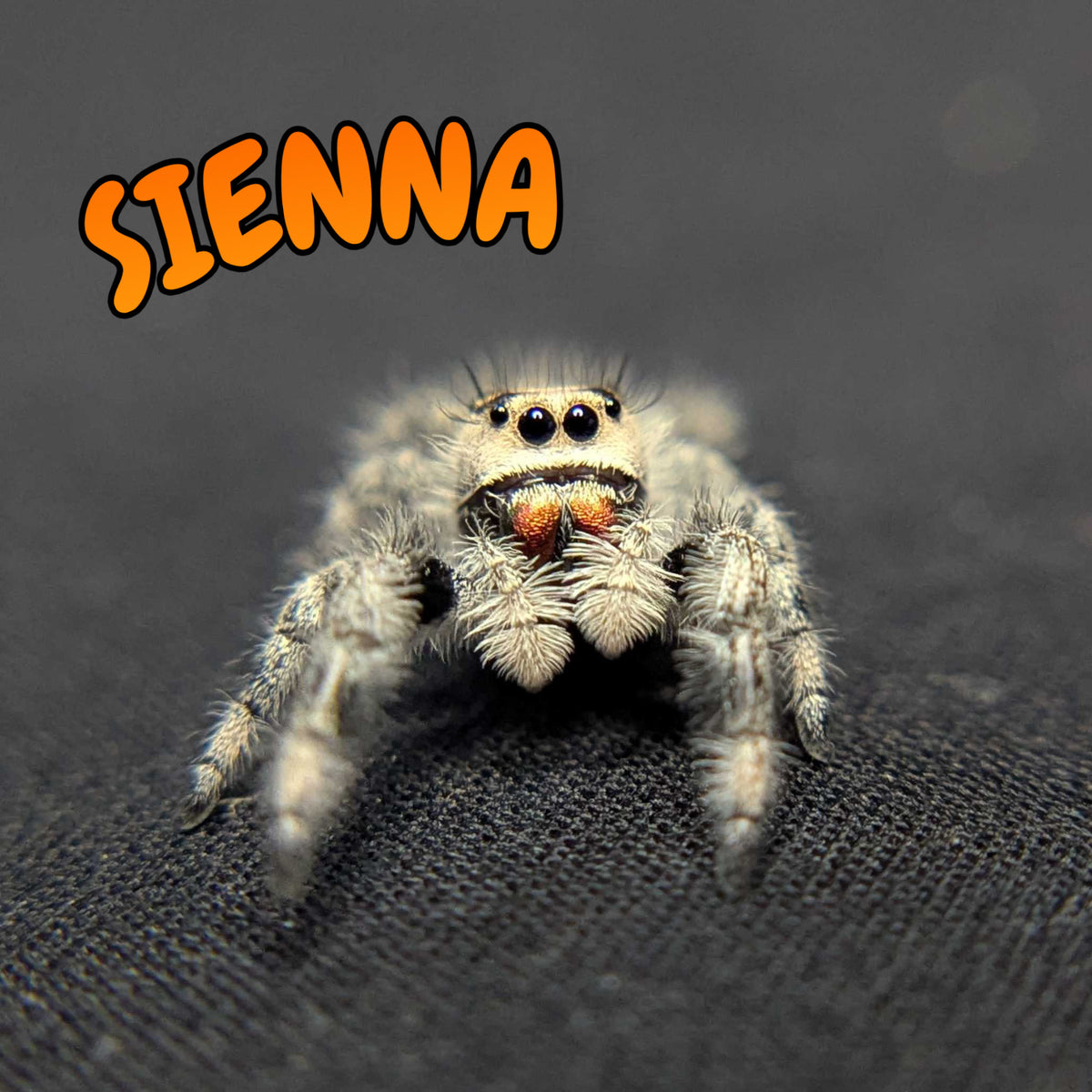 Regal Jumping Spider “Sienna”
