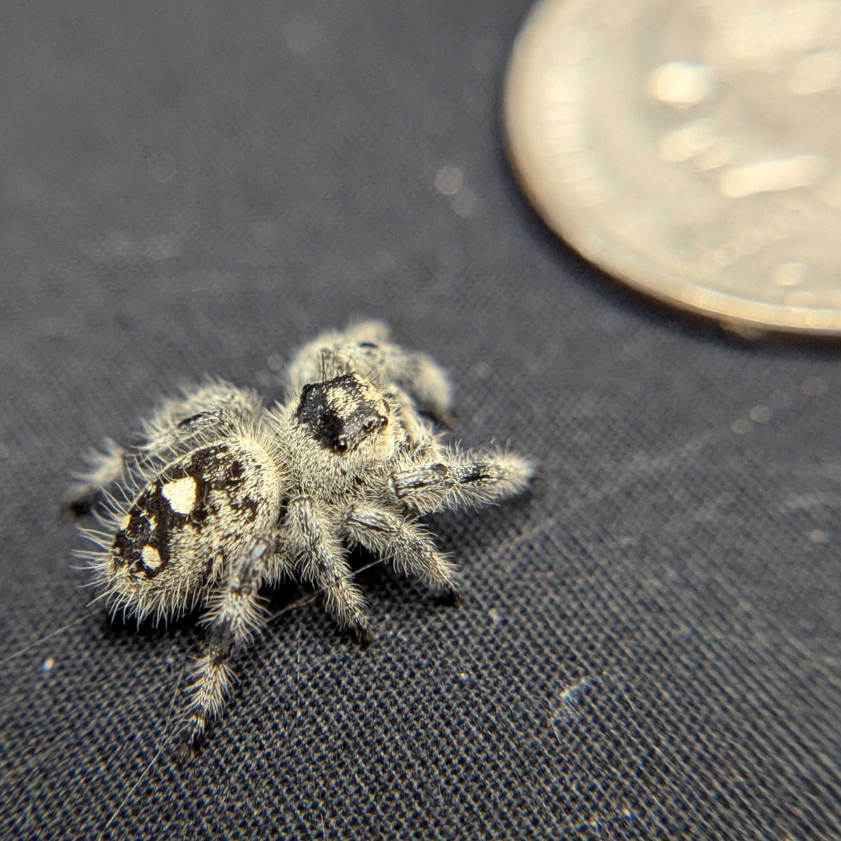 Regal Jumping Spider “Camellia”