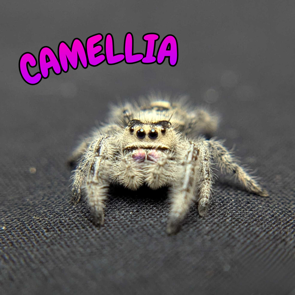 Regal Jumping Spider “Camellia”