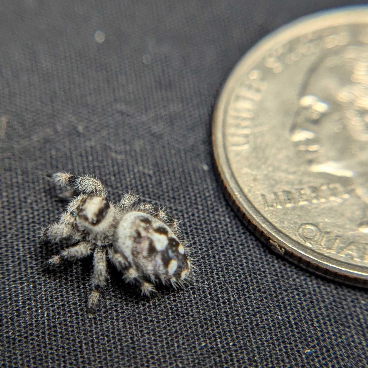 Regal Jumping Spider "Iris"