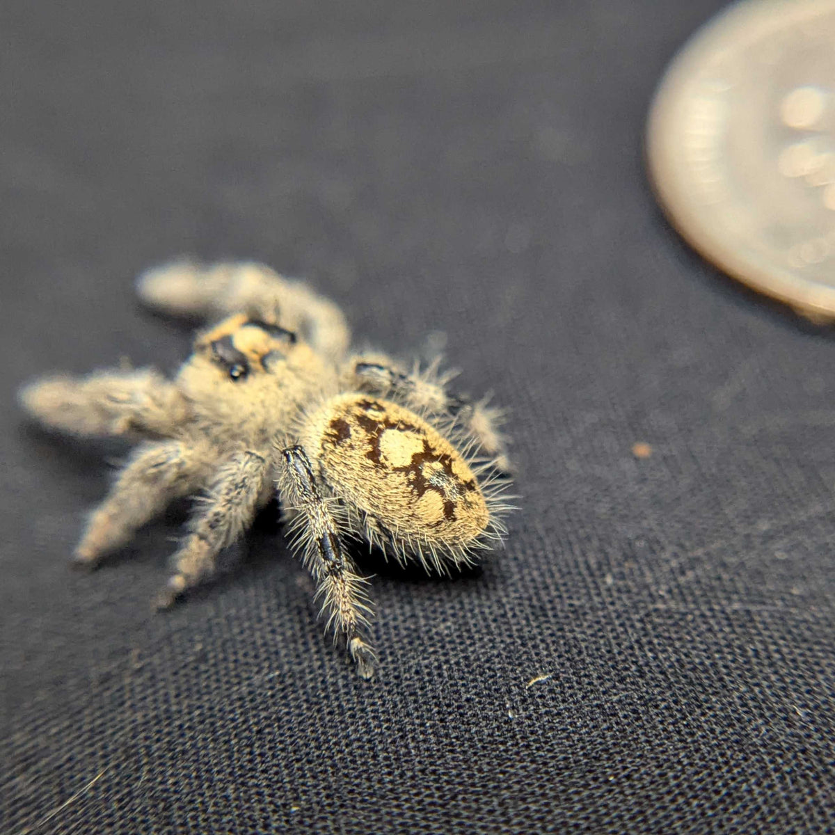 Regal Jumping Spider “Cerelia”